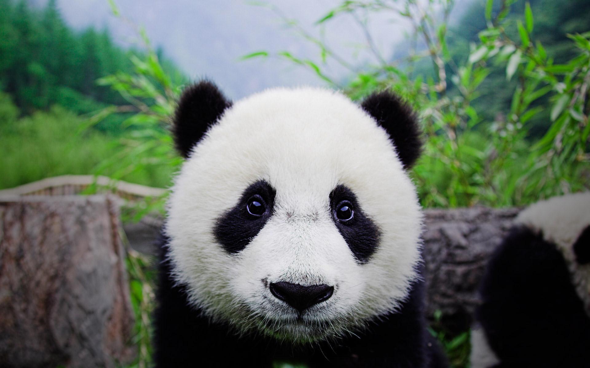 Panda cucciolo tra bambù, 1920x1200 WUXGA, Desktop