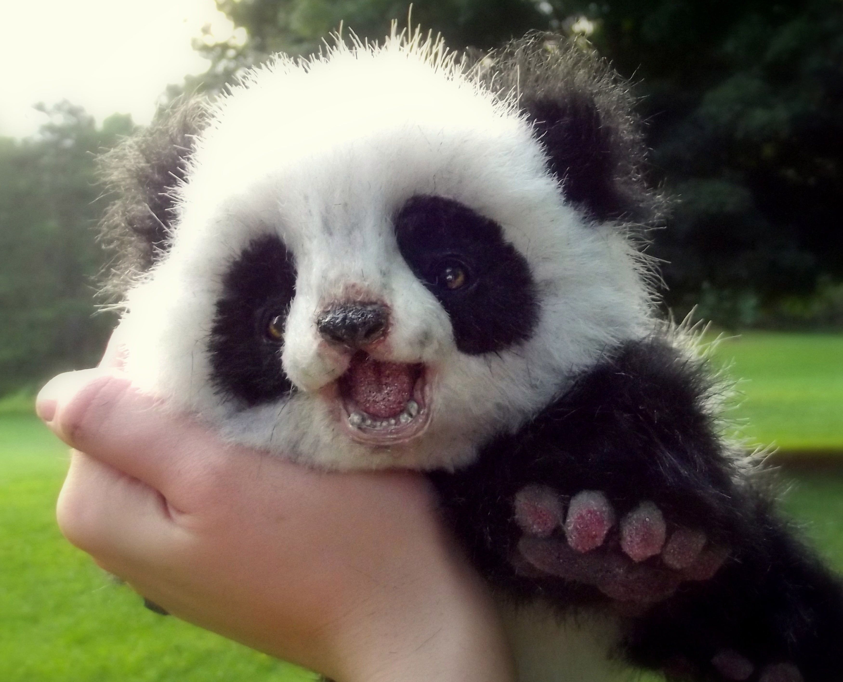Cucciolo di panda tenuto in mano, 3500x2833 2K, Monitor Gaming