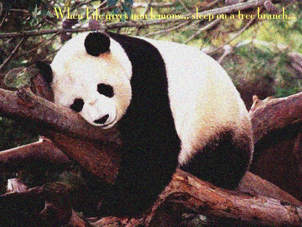 Panda addormentato su ramo, 1024x768 HD, Laptop