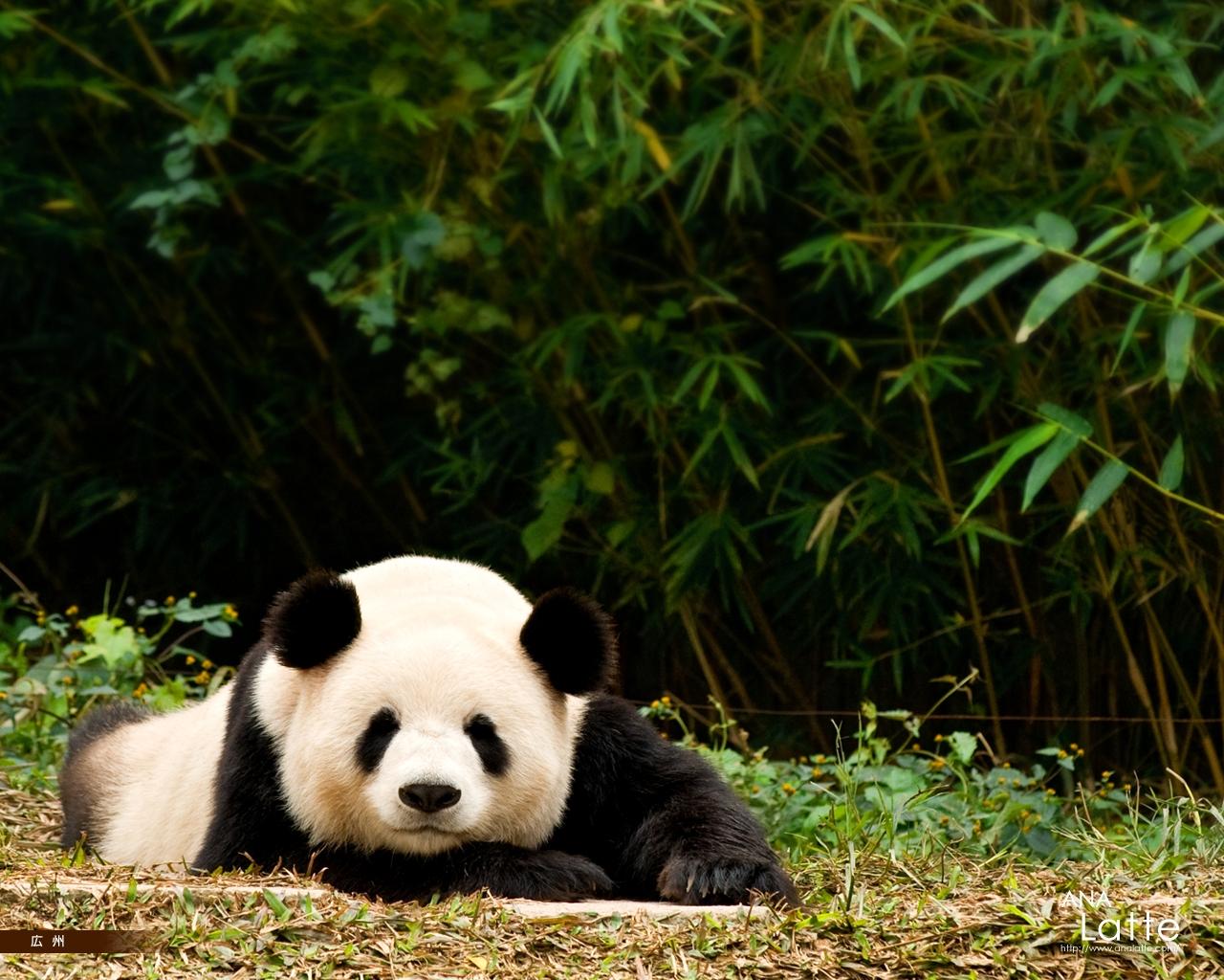 Panda gigante sdraiato bambù, 1280x1024 HD, Desktop