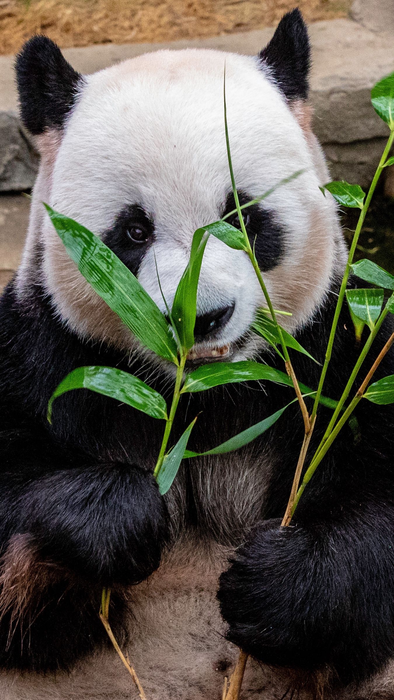 Panda che mangia bambù, 1350x2400 Full HD Verticale, iPhone