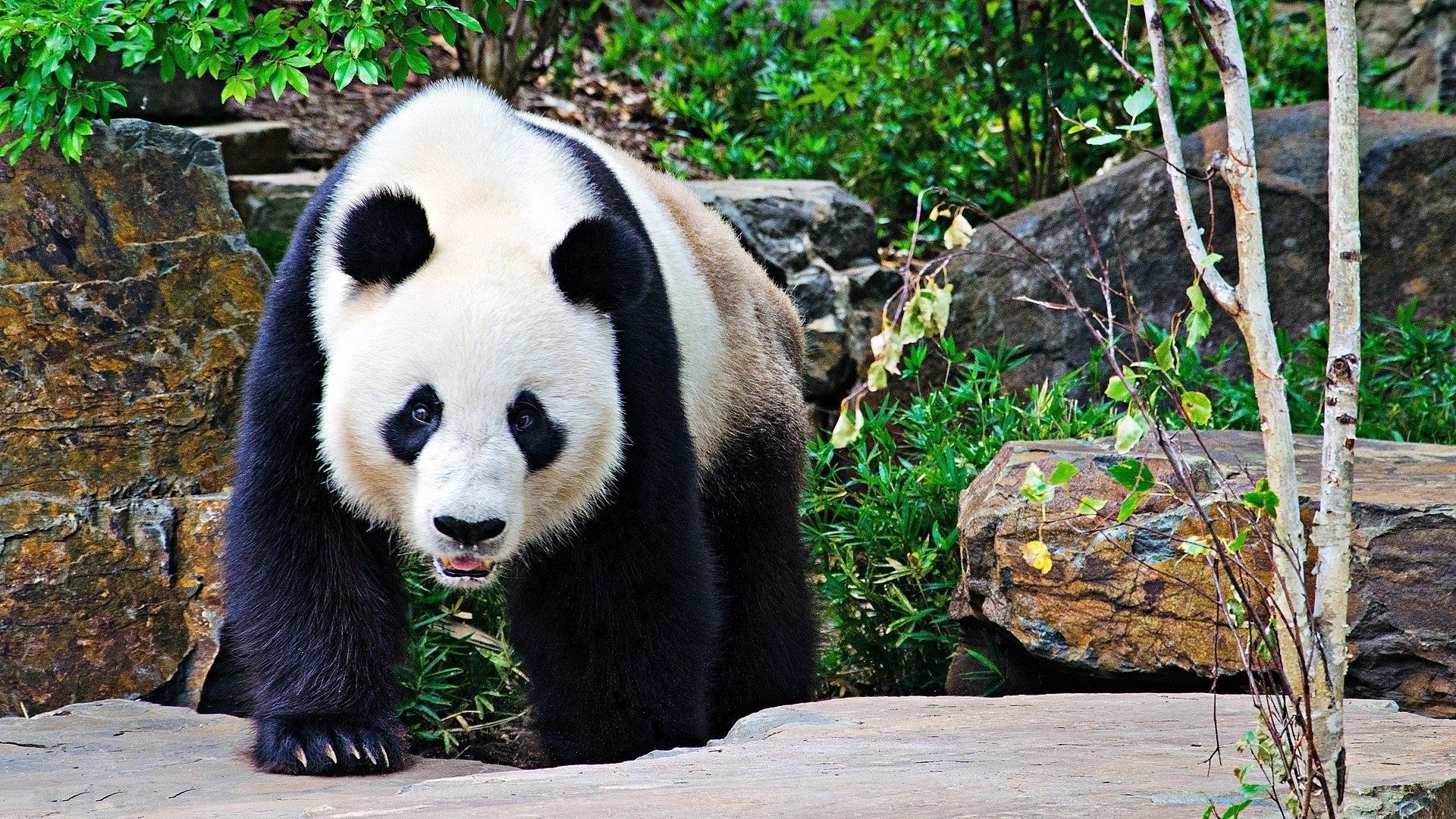 Panda gigante su roccia, 1920x1080 Full HD 1080p, Desktop