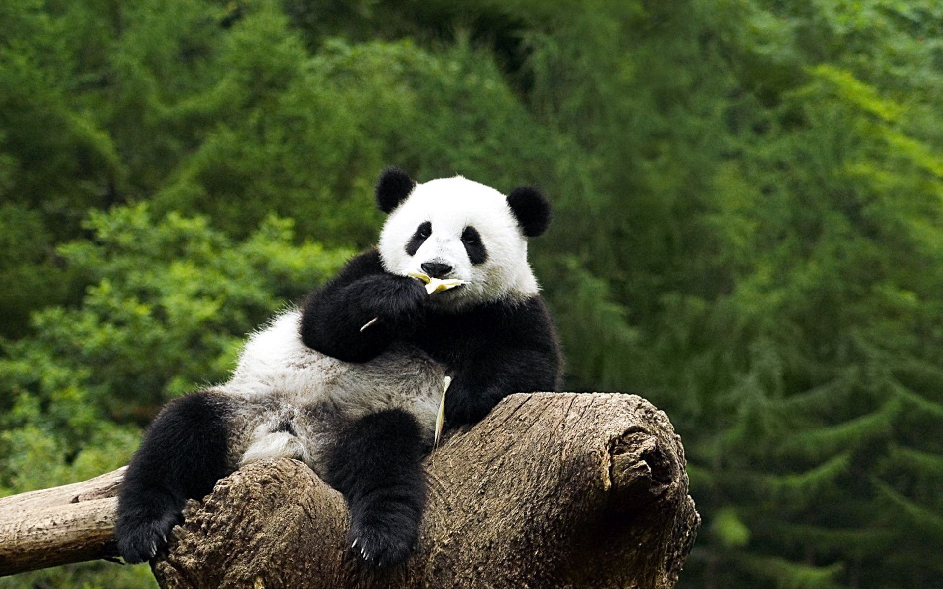 Panda seduto su tronco, 1920x1200 WUXGA, PC Desktop