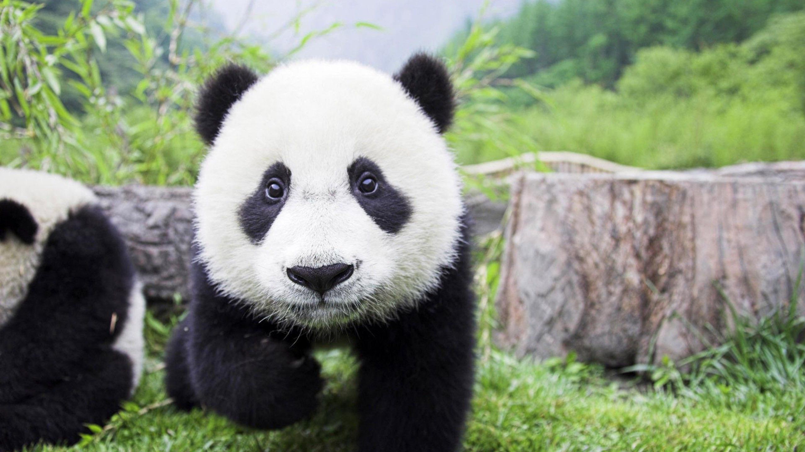 Cucciolo di panda tra bambù, 2560x1440 2K QHD, PC