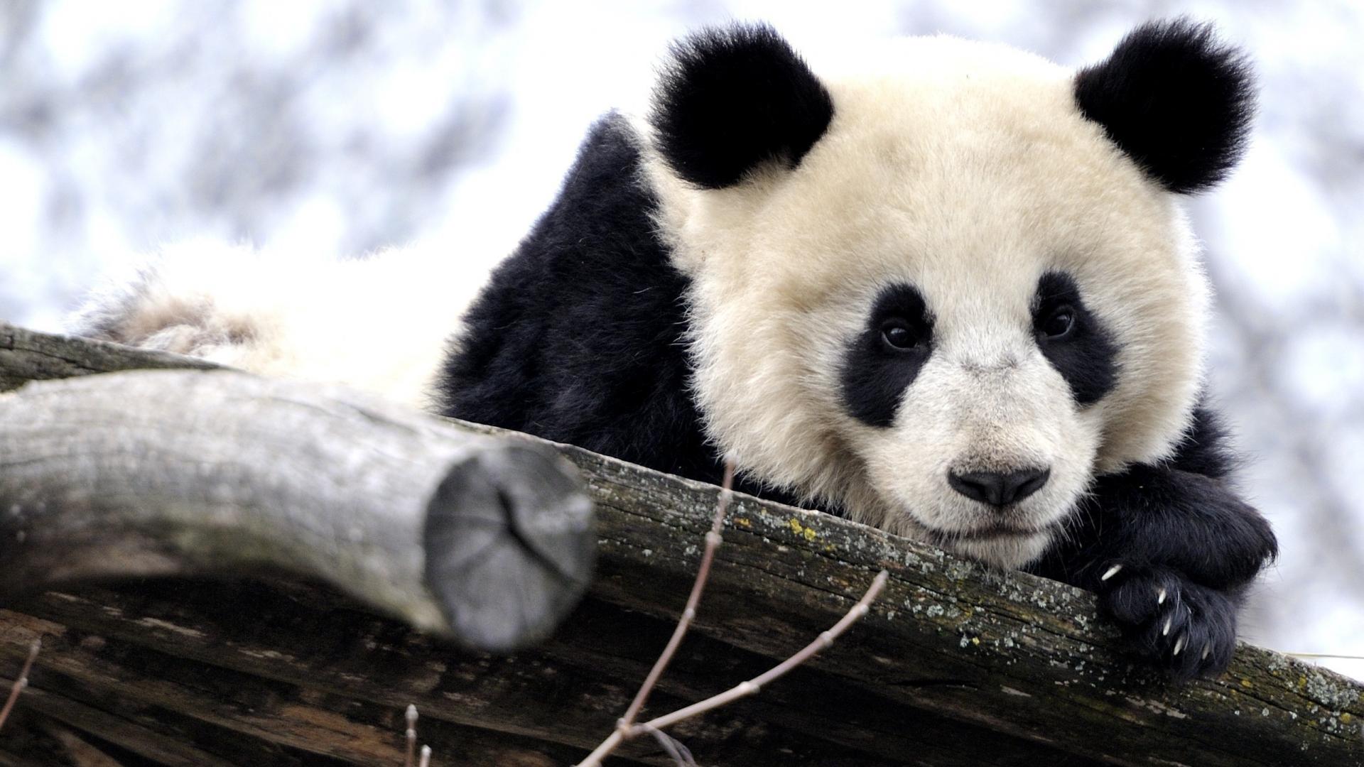 Panda gigante su tronco, 1920x1080 1080p, Laptop