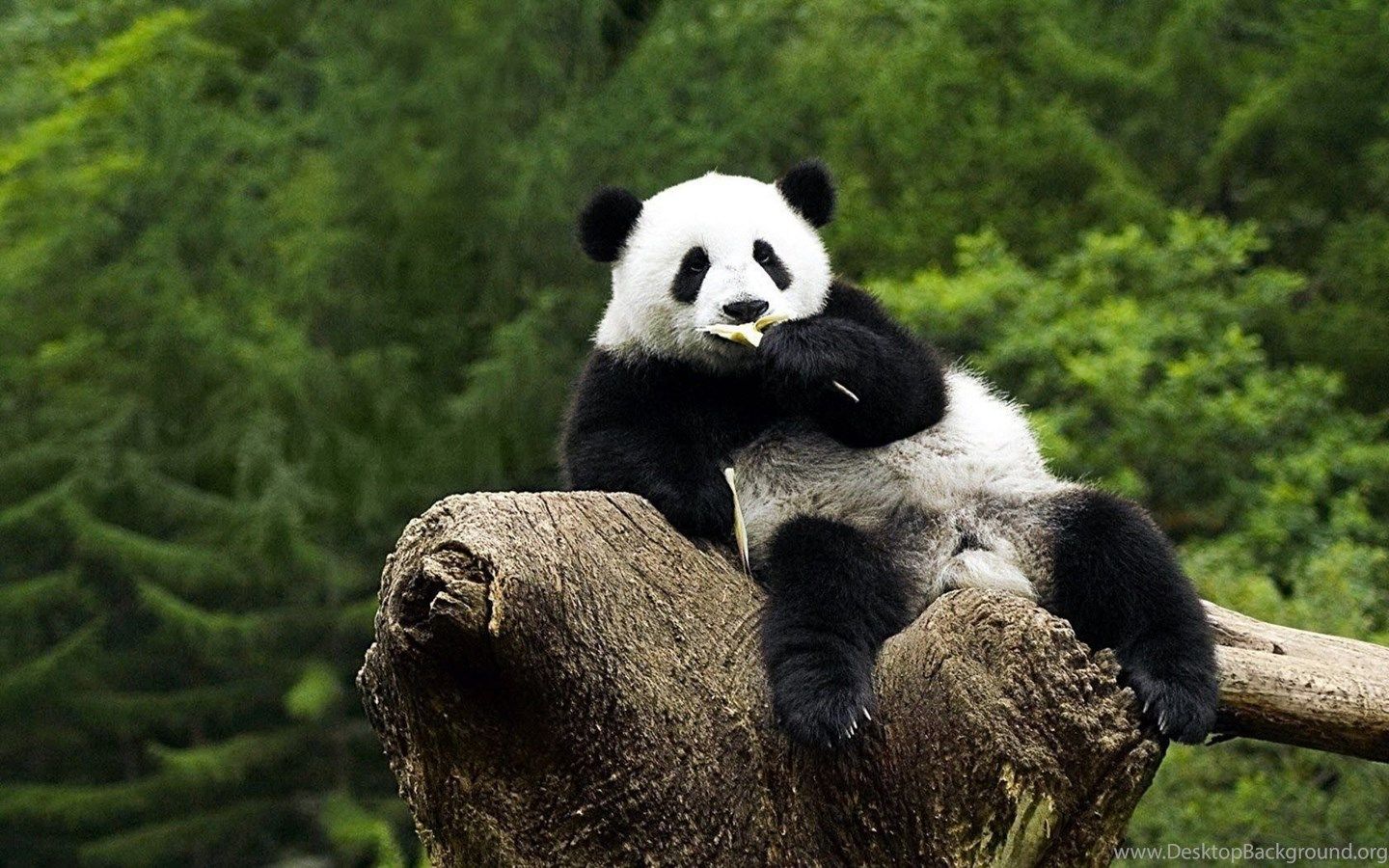 Panda seduto su tronco, 1440x900 HD, Desktop