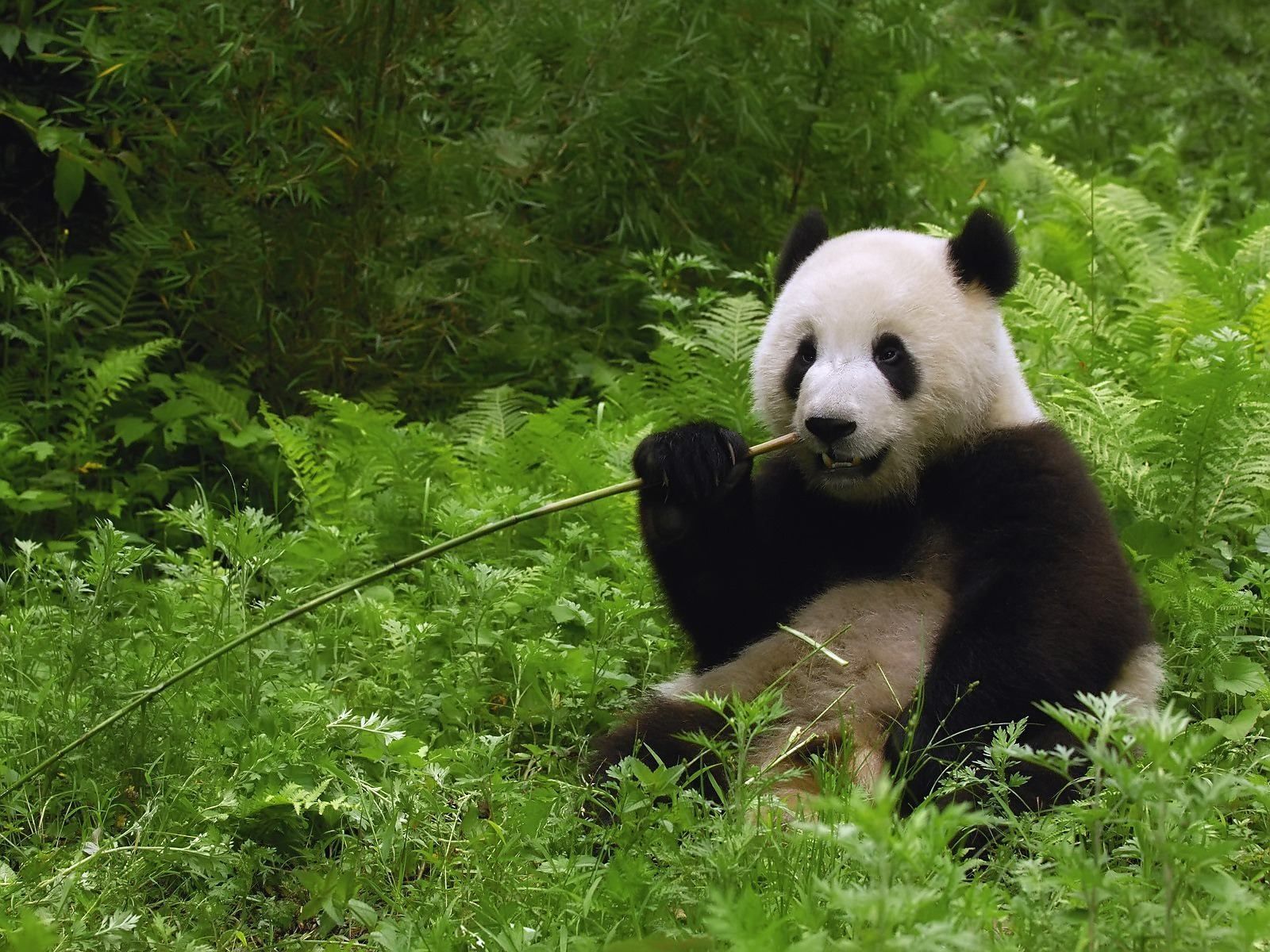 Panda che mangia bambù, 1600x1200 HD, Desktop