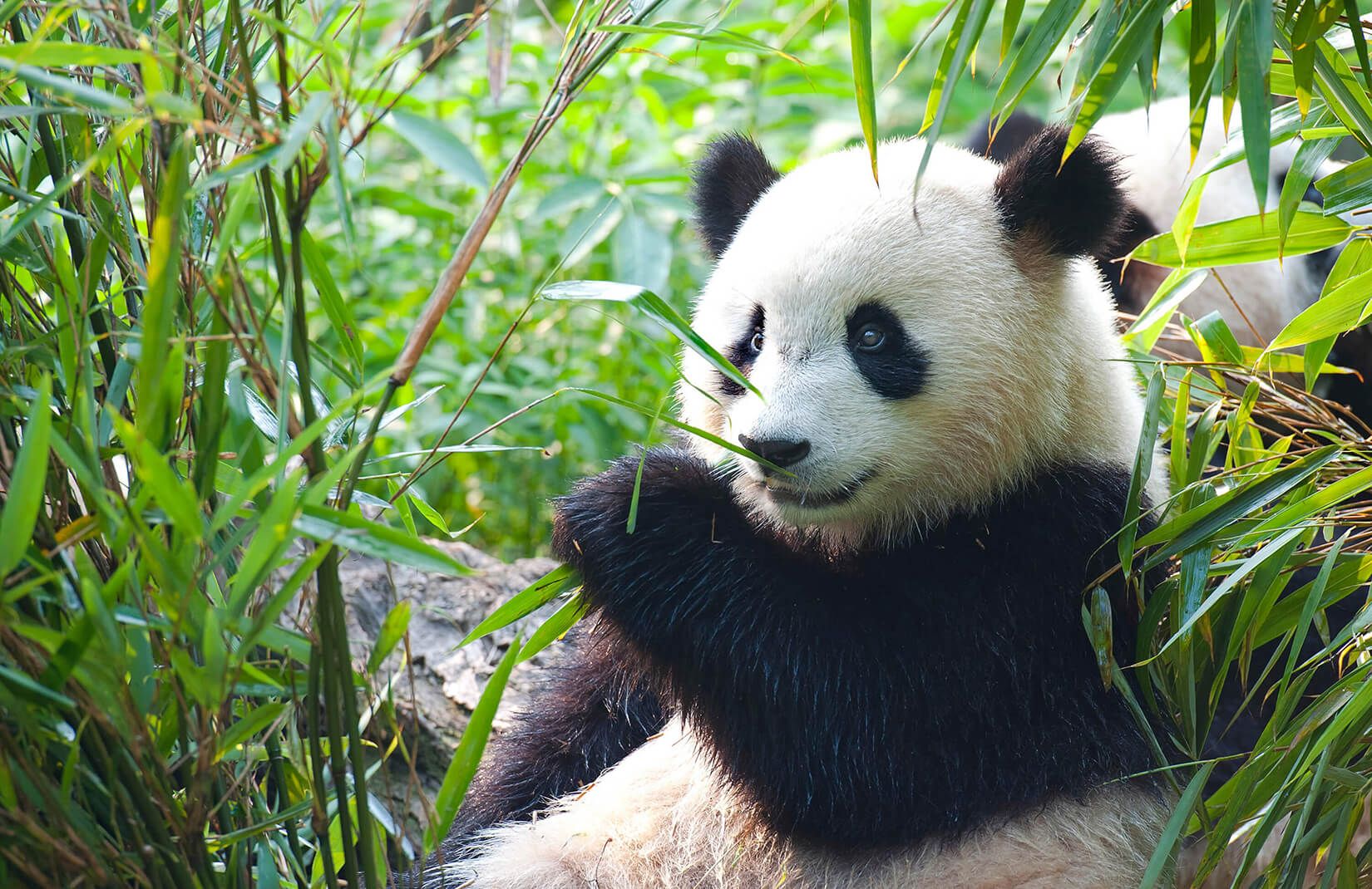 Panda tra bambù verde, 1650x1070 HD Ready, Laptop