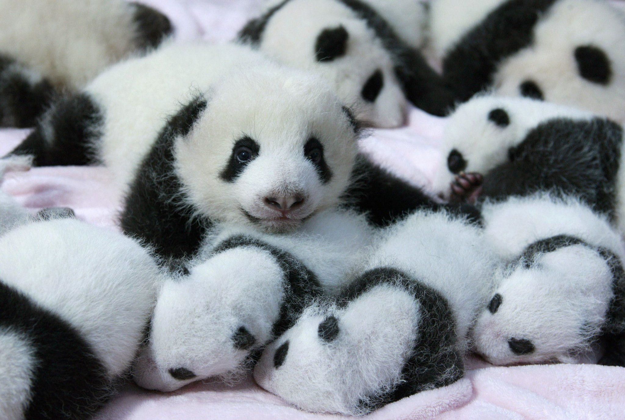 Cuccioli di panda insieme, 2048x1375 Hi-Res, PC