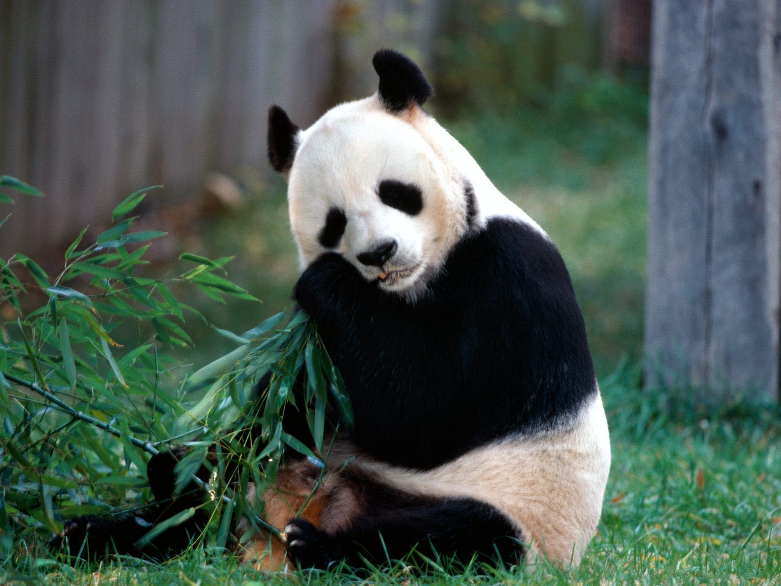 Panda che mangia bambù, 1600x1200 HD Ready, Notebook Gaming