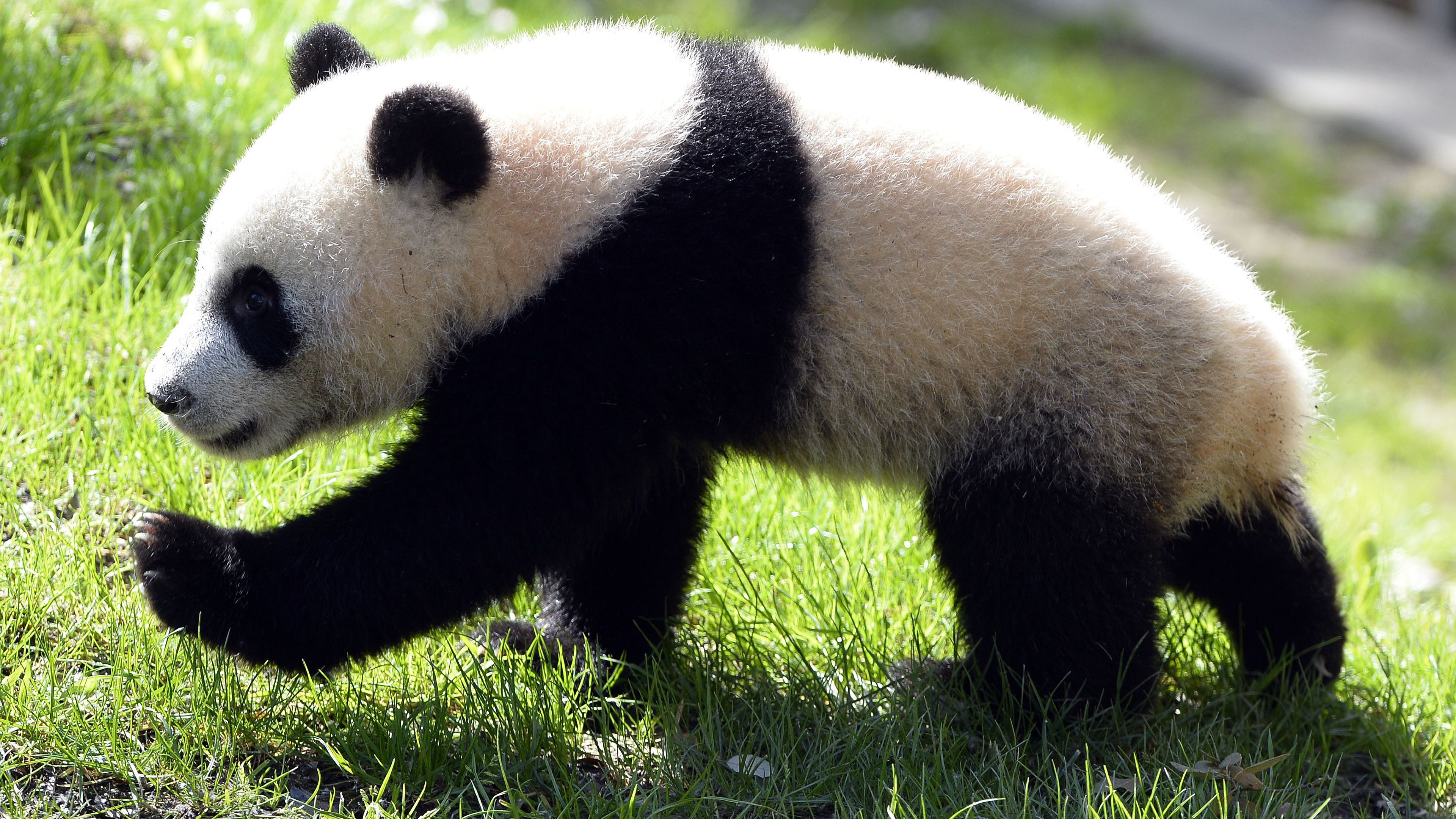 Panda gigante su erba verde, 3840x2160 Ultra HD, 4K TV