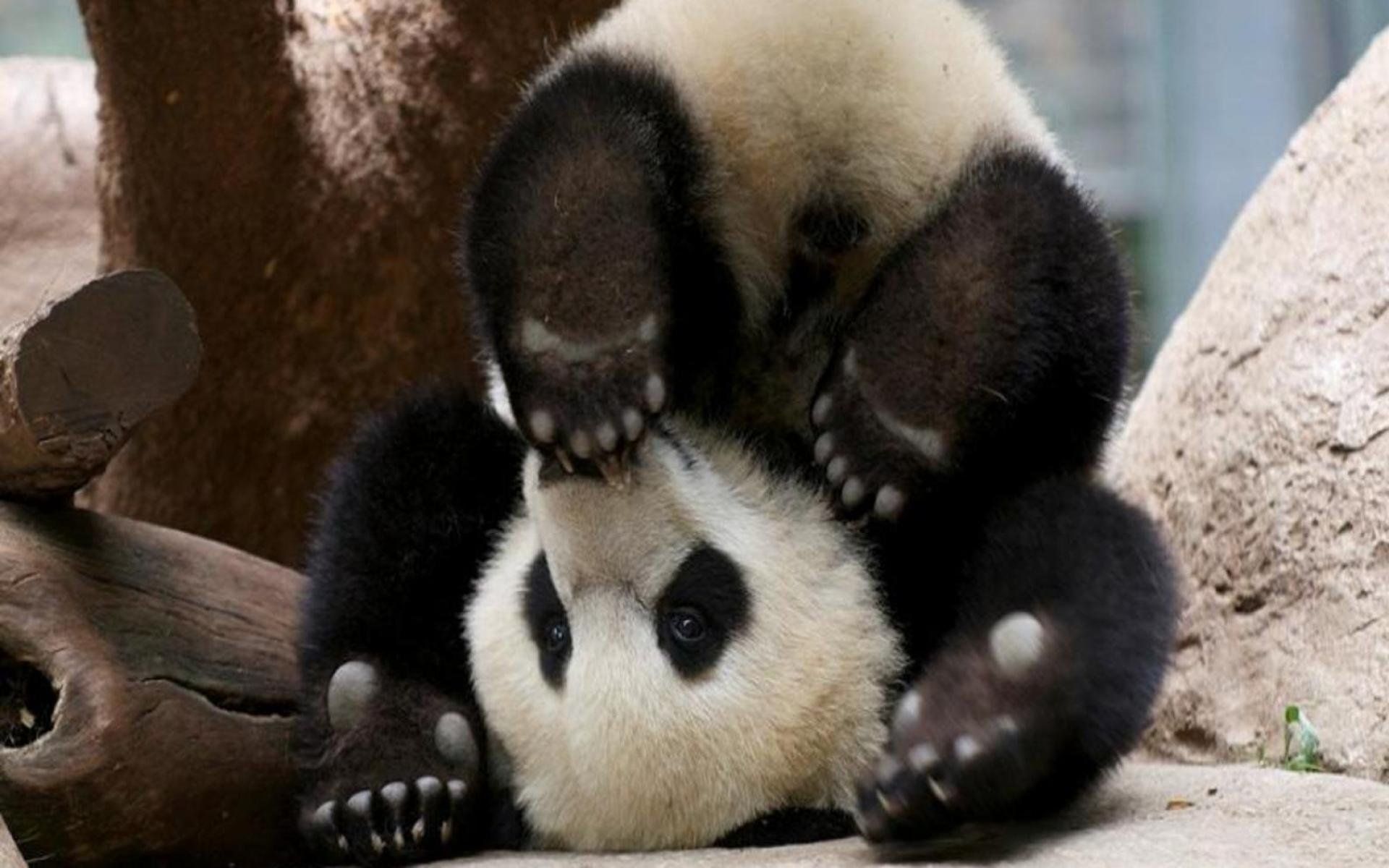 Cucciolo di panda che gioca, 1920x1200 WUXGA, Desktop