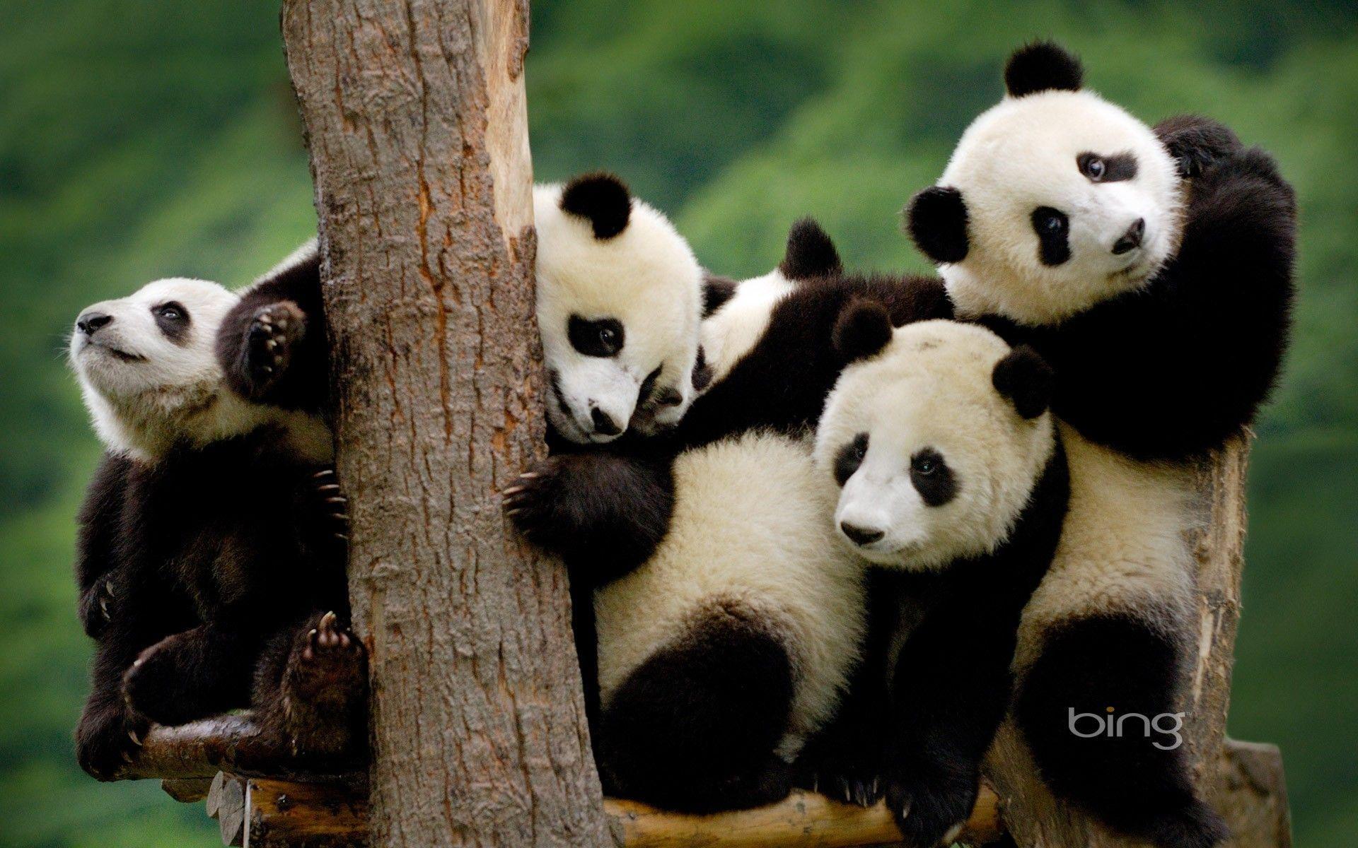 Gruppo di panda su albero, 1920x1200 WUXGA, Laptop