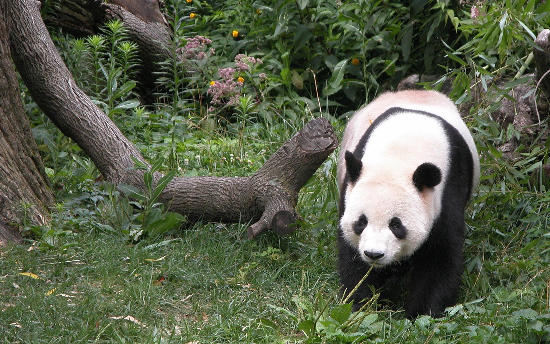 Panda che cammina nell'erba, 1920x1200 Full HD+, Desktop