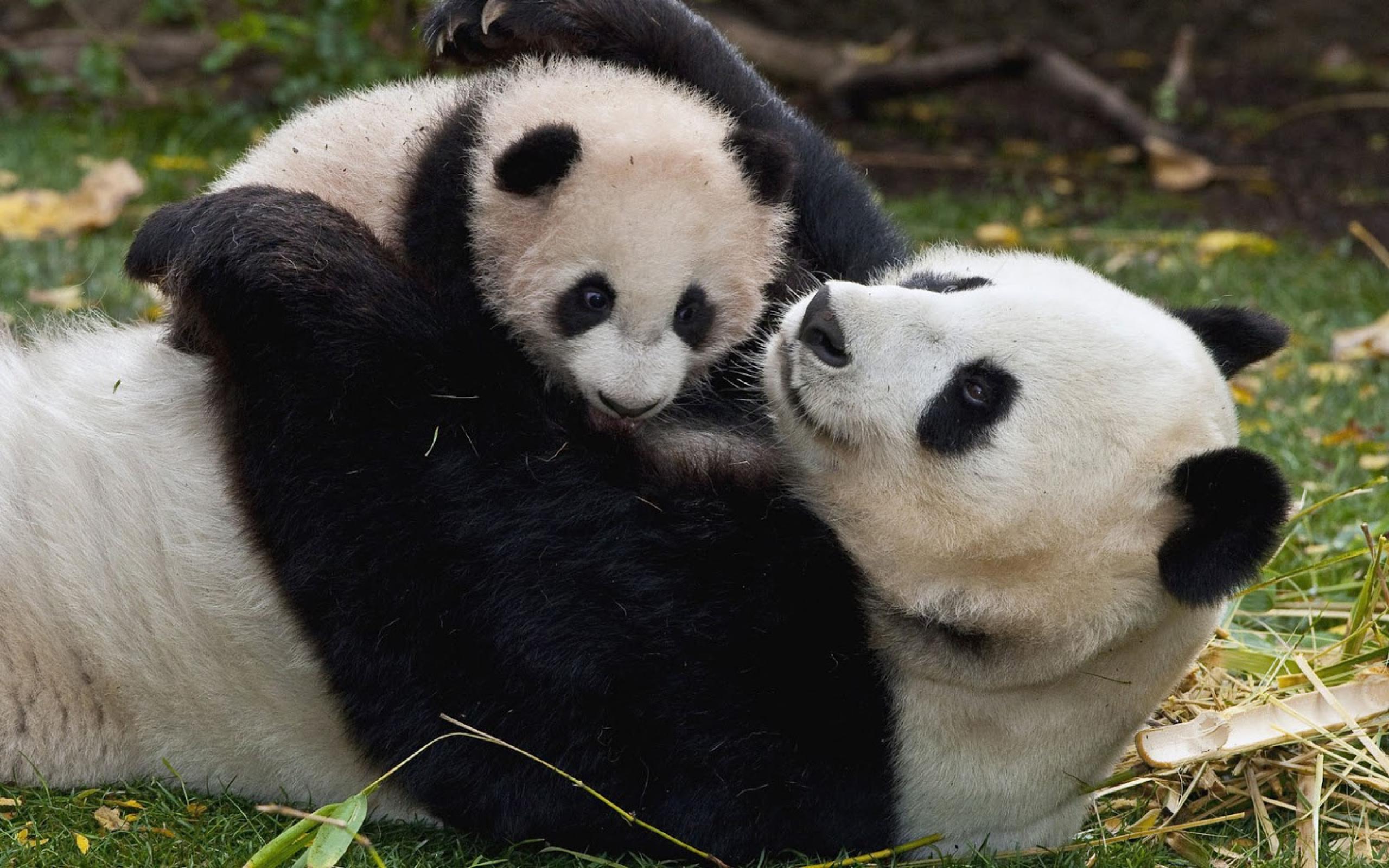 Panda madre e cucciolo, 2560x1600 2K, Desktop