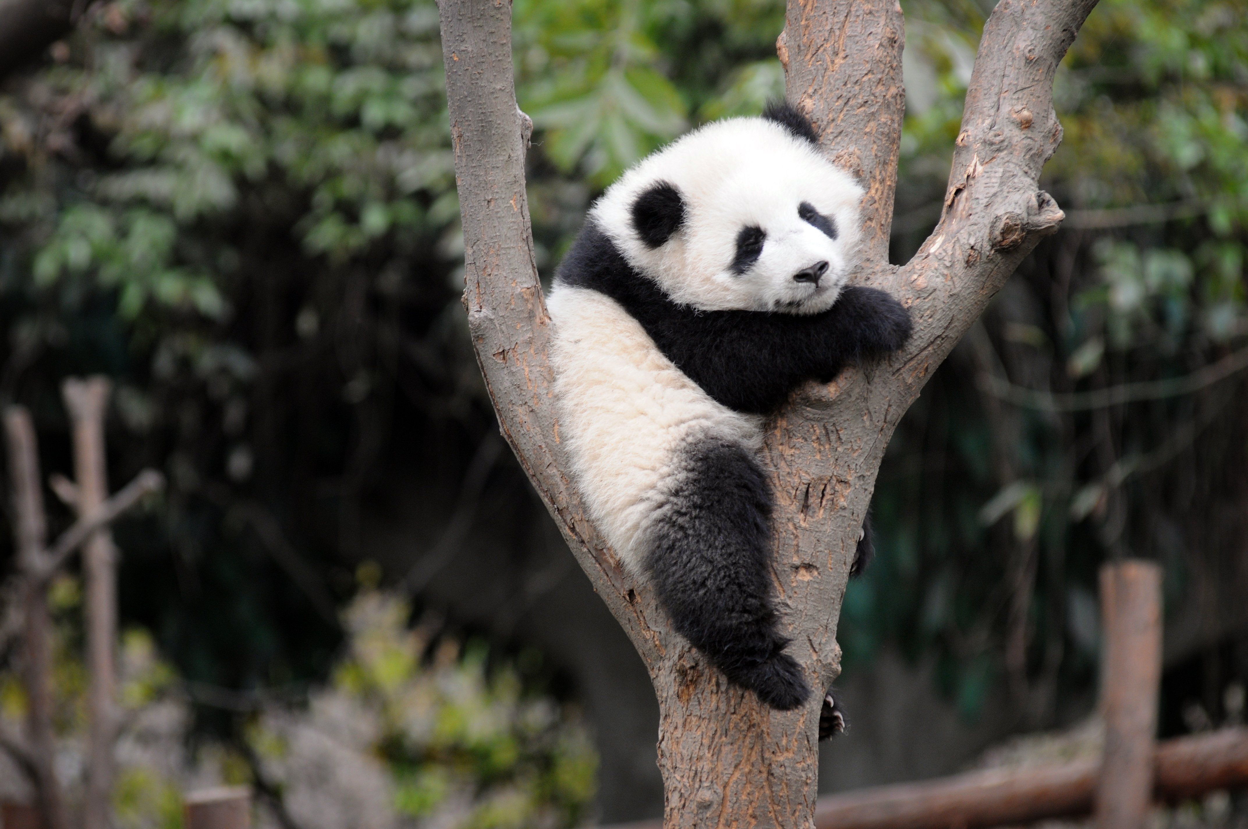 Cucciolo di panda sull'albero, 4288x2848 UHD, PC 4K