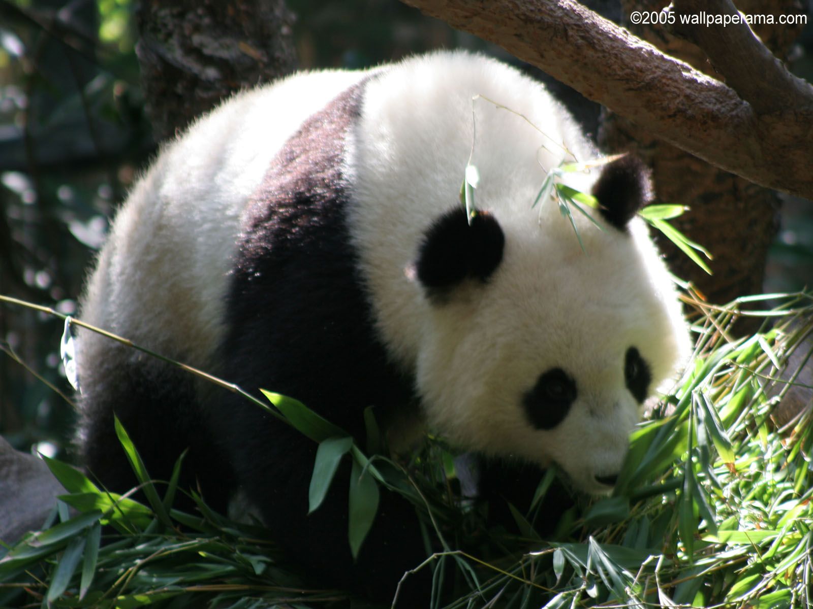Panda gigante tra bambù, 1600x1200 900p, PC