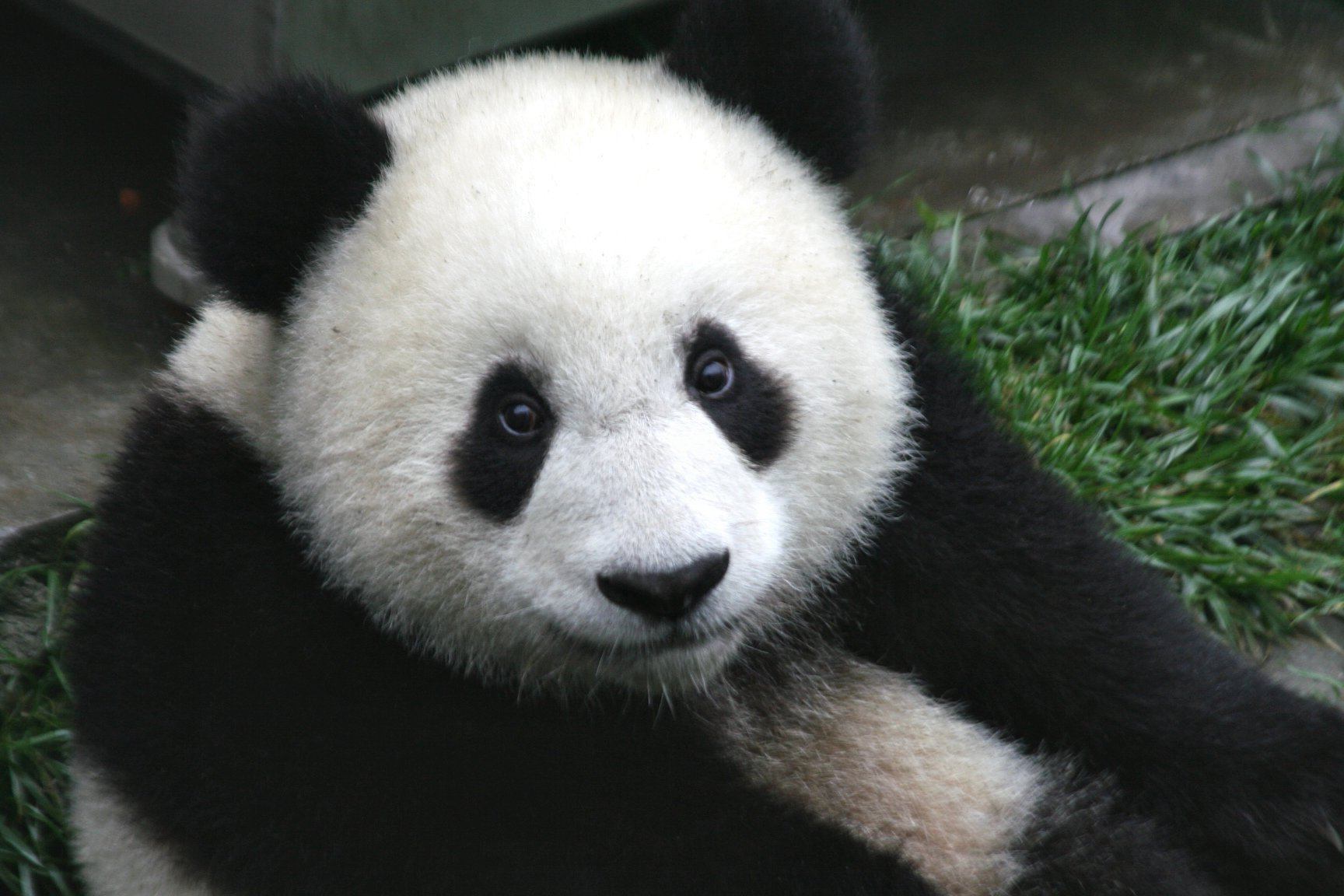 Panda bianco e nero primo piano, 1728x1152 900p, PC Desktop