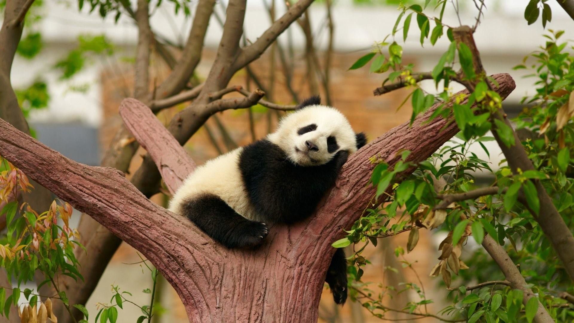 Panda che dorme sull'albero, 1920x1080 Full HD 1080p, PC Desktop