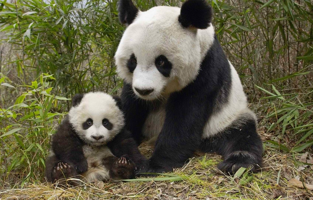 Panda madre con cucciolo, 1332x850 HD, ROG Asus Laptop