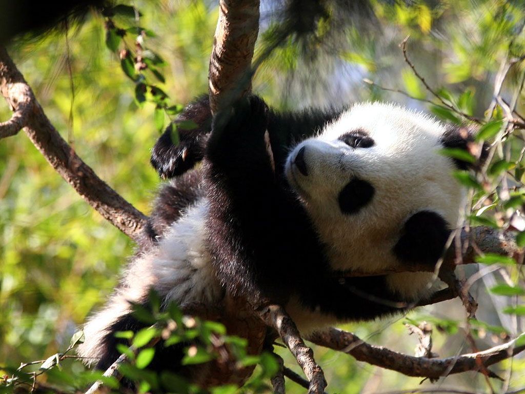 Cucciolo di panda su ramo, 1024x768 HD, PC