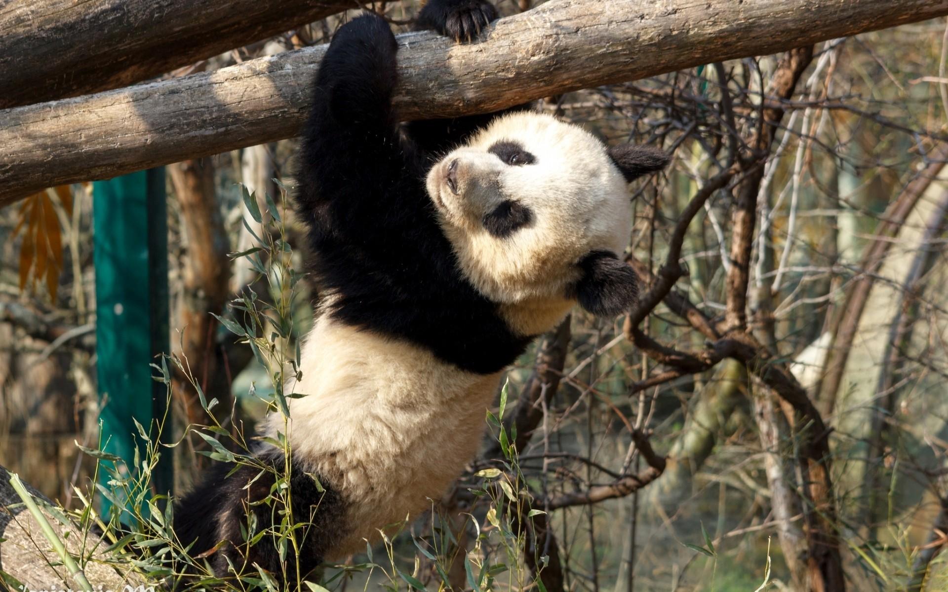 Panda arrampicato su ramo, 1920x1200 Full HD+ WUXGA, Desktop