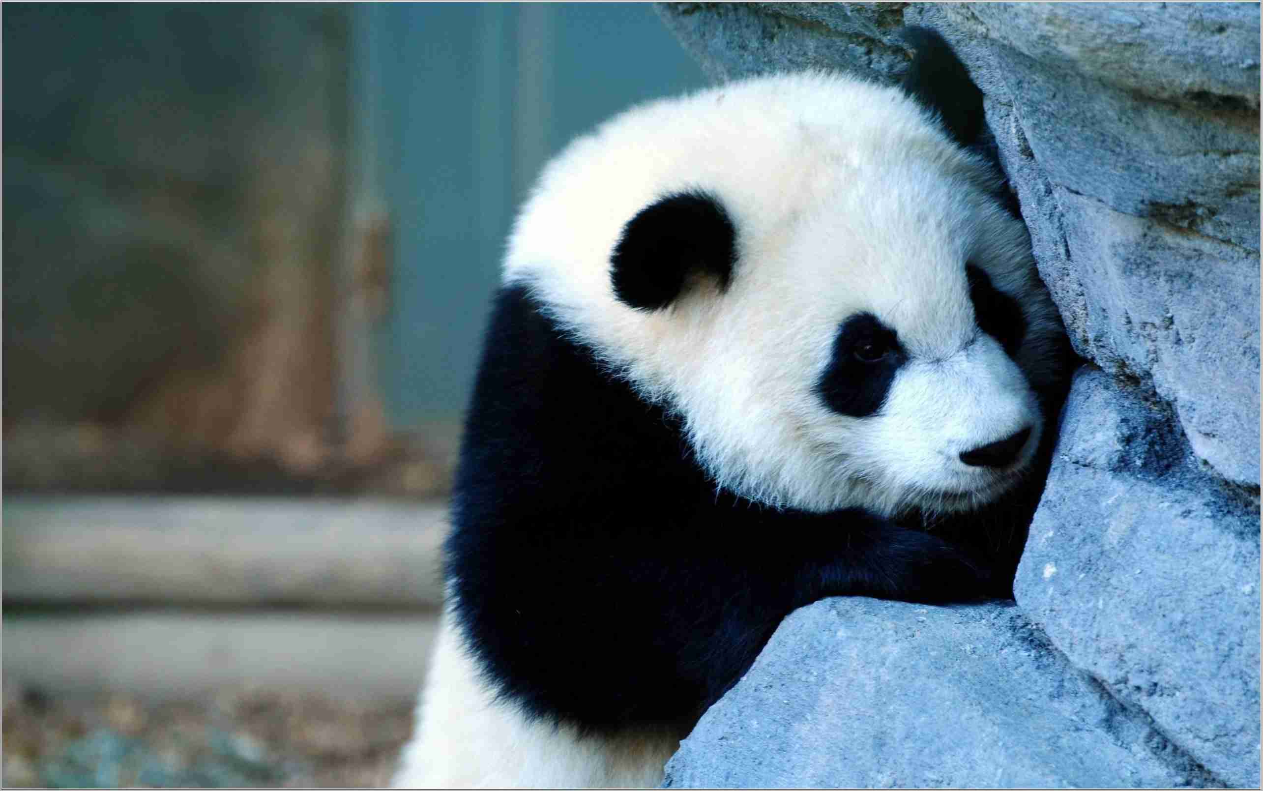 Panda dietro roccia, 2569x1609 WQXGA, Laptop