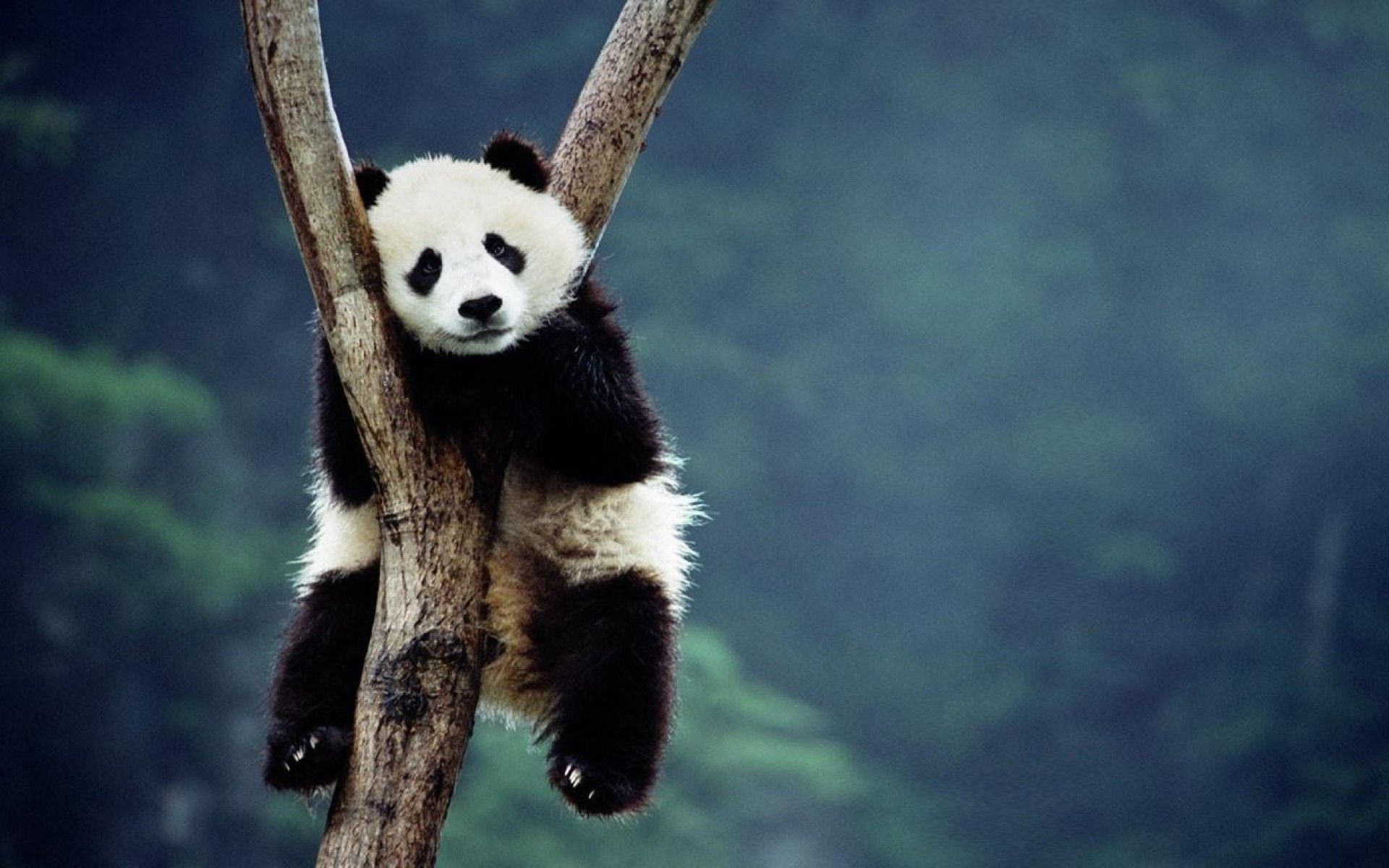 Panda su albero, 1920x1200 Full HD+, PC