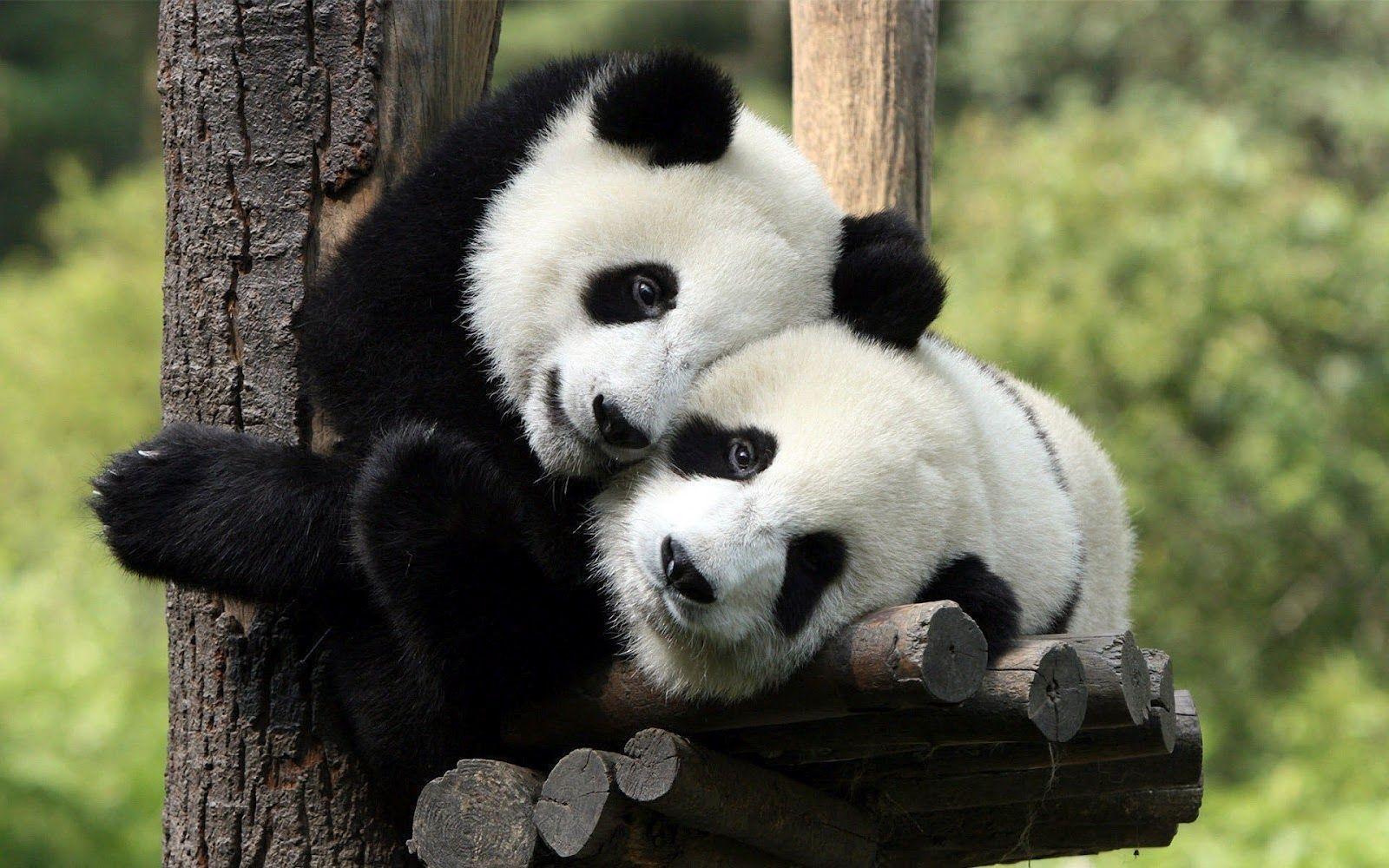 Due panda abbracciati, 1600x1000 900p, Desktop