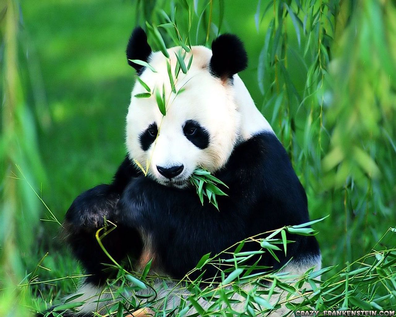 Panda che mangia bambù, 1280x1024 720p, Laptop
