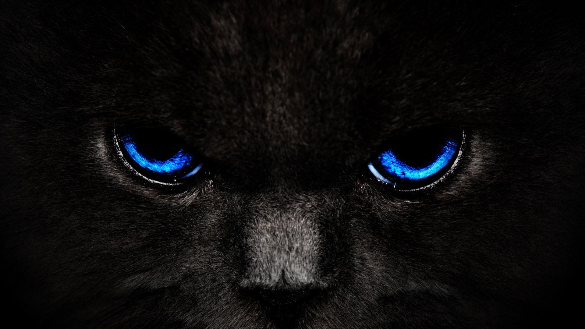 Pantera nera occhi blu, 1920x1080 Full HD 1080p, Desktop