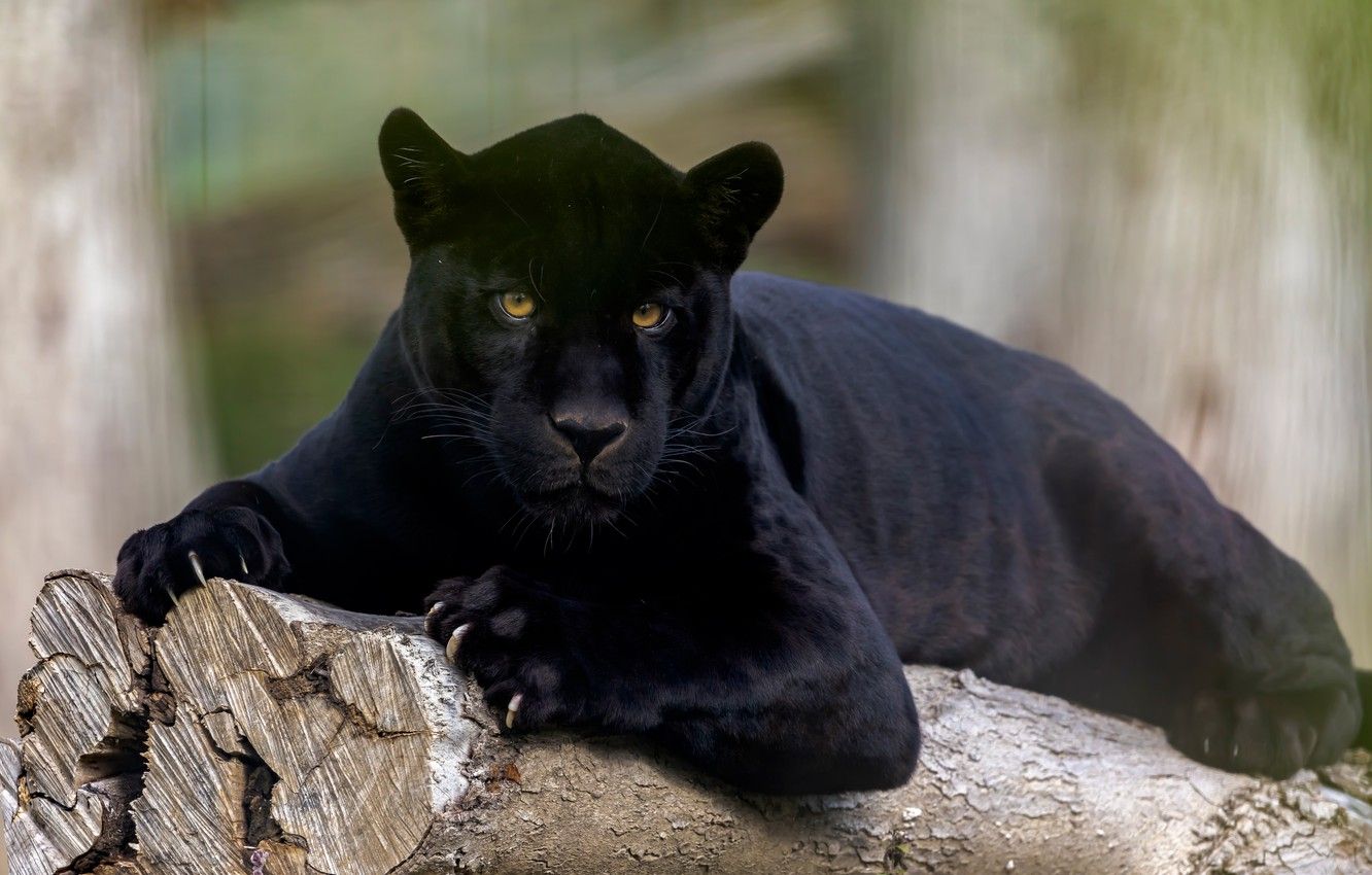 Pantera nera su tronco, 1332x850 720p, PC