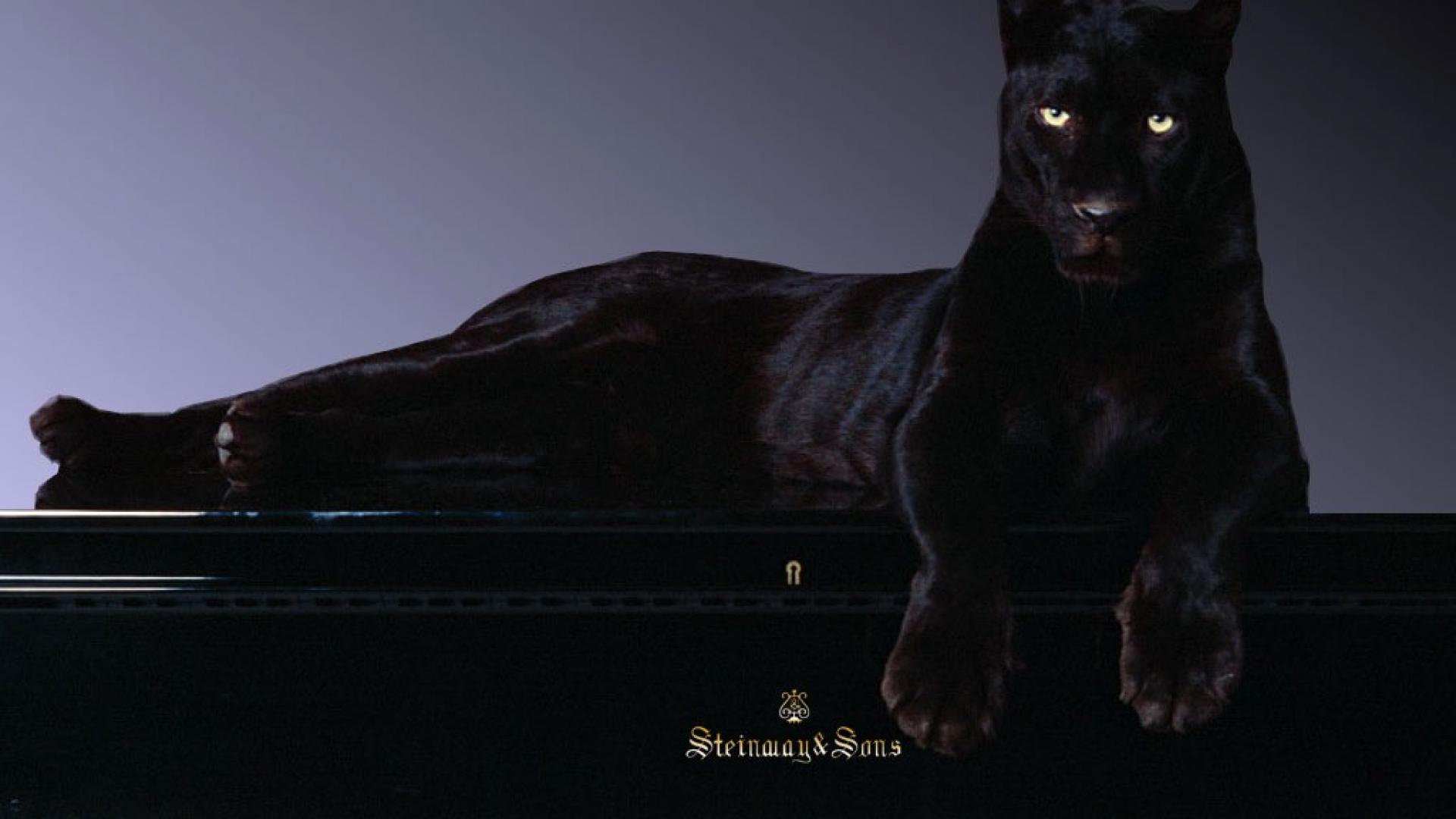 Pantera Nera sdraiata, 1920x1080 1080p, Desktop