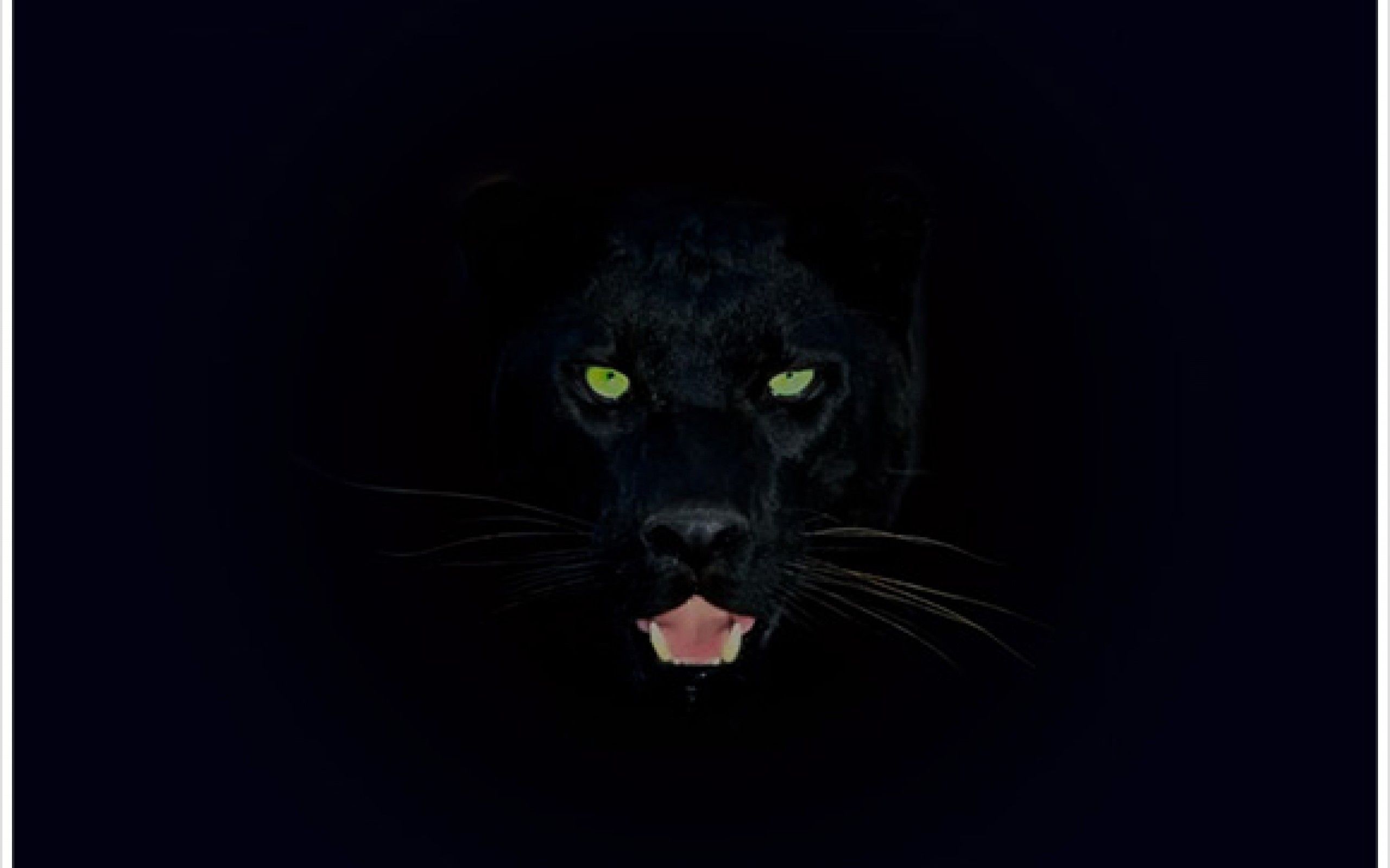 Pantera nera occhi verdi, 2560x1600 2K, MacBook Pro