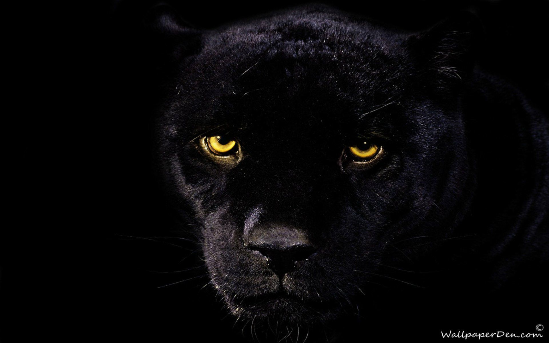 Pantera nera occhi gialli, 1920x1200 Full HD+, Desktop