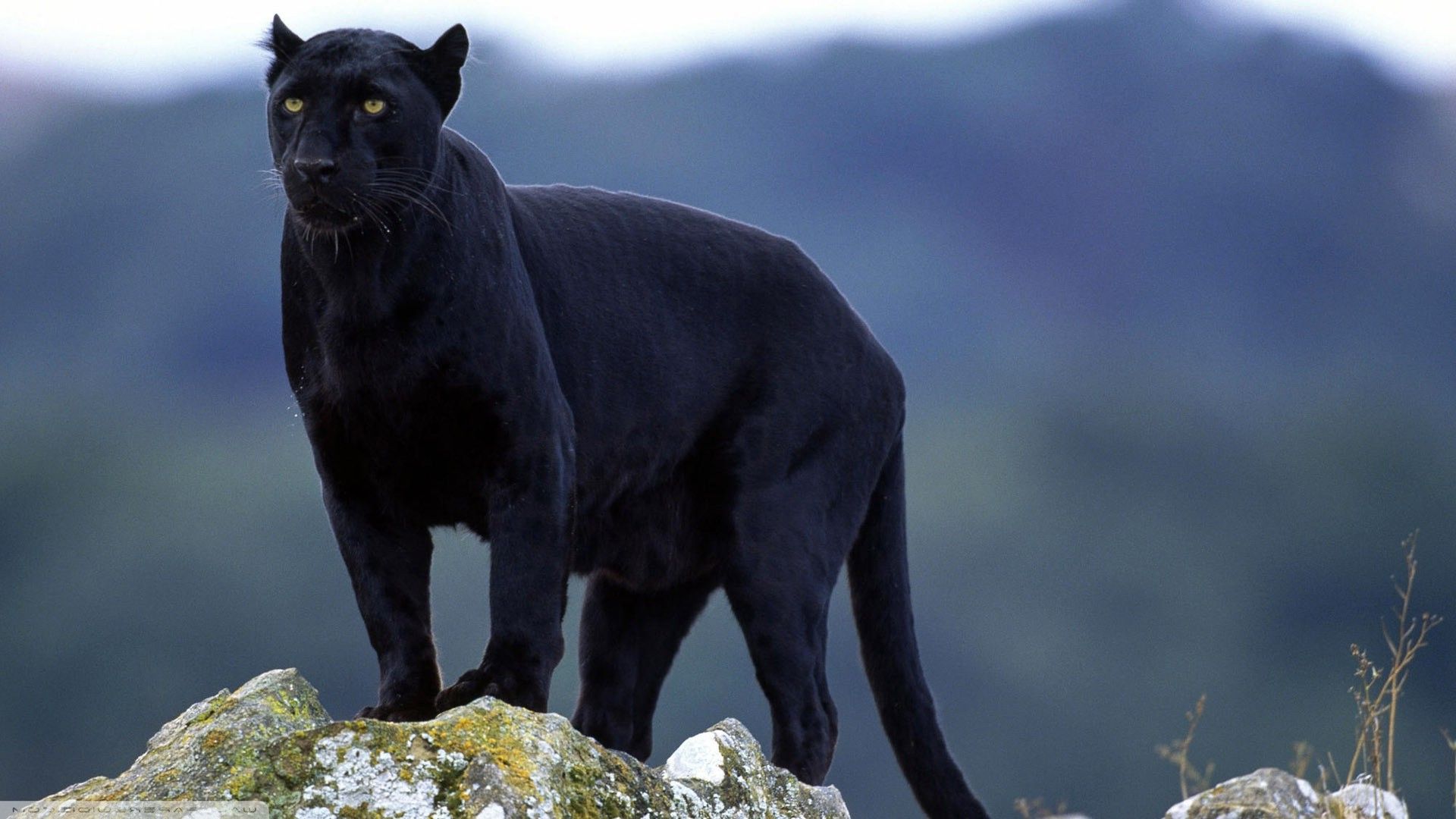 Pantera nera su roccia, 1920x1080 1080p, PC Desktop