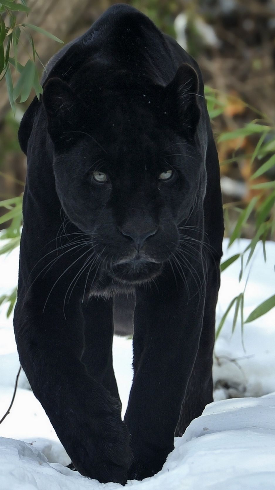 Pantera nera nella neve, 938x1668 Full HD Verticale, iPhone