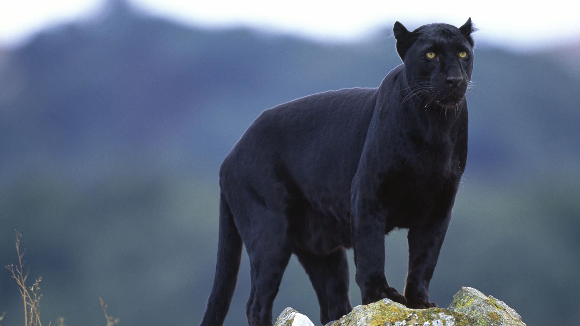 Pantera nera su roccia, 1920x1080 Full HD, PC Desktop