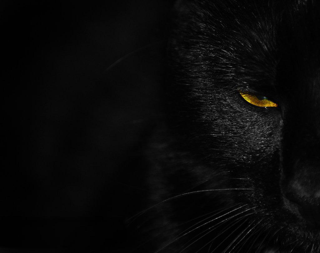 Gatto nero occhio giallo, 1024x811 HD, PC Desktop