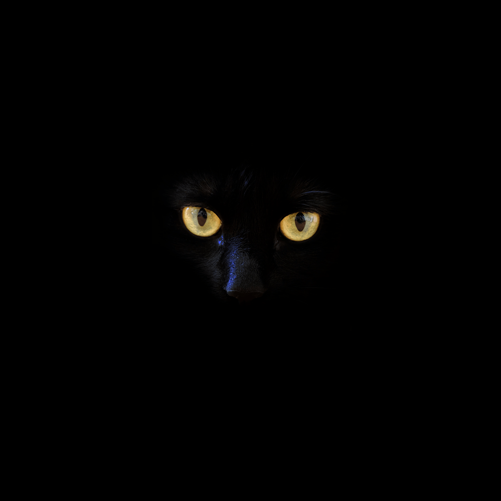 Pantera nera occhi gialli, 1000x1000 HD, Laptop