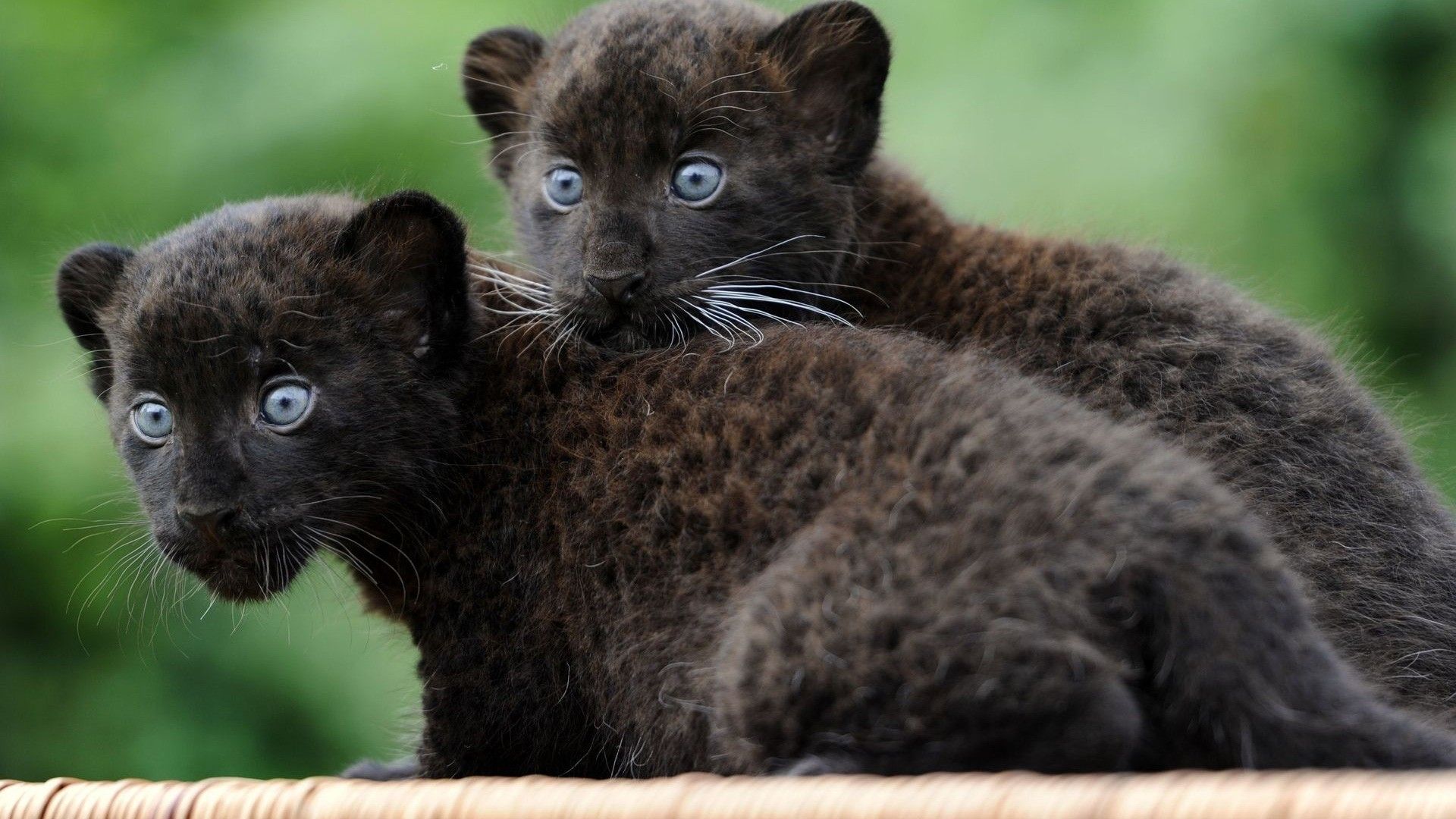 Cuccioli di pantera nera, 1920x1080 1080p, Desktop
