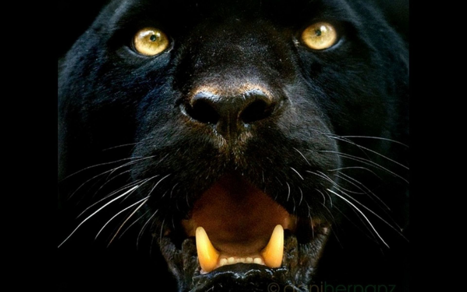 Pantera nera ruggente, 1920x1200 Full HD+, PC Desktop