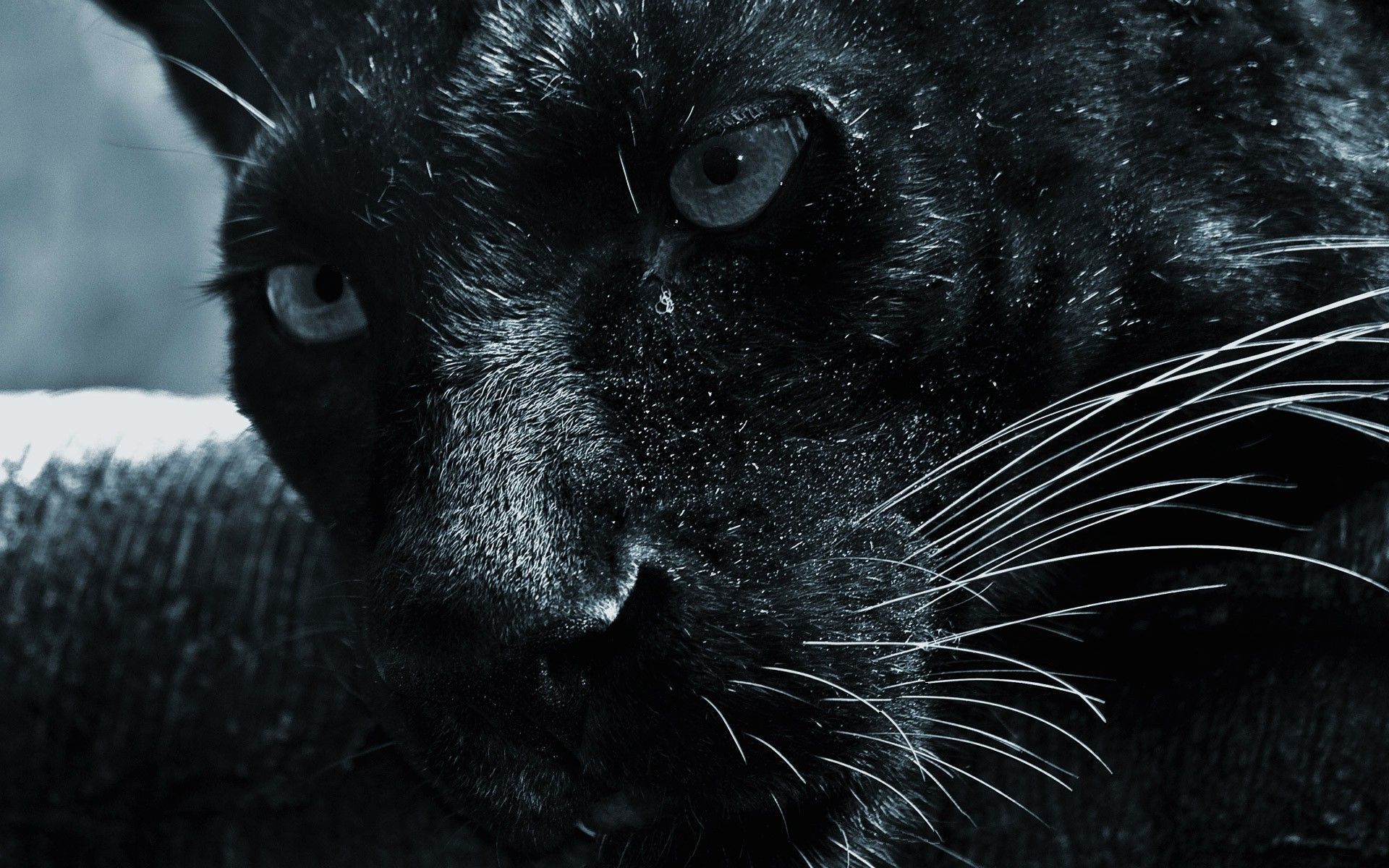 Pantera nera primo piano, 1920x1200 Full HD+ WUXGA, Desktop