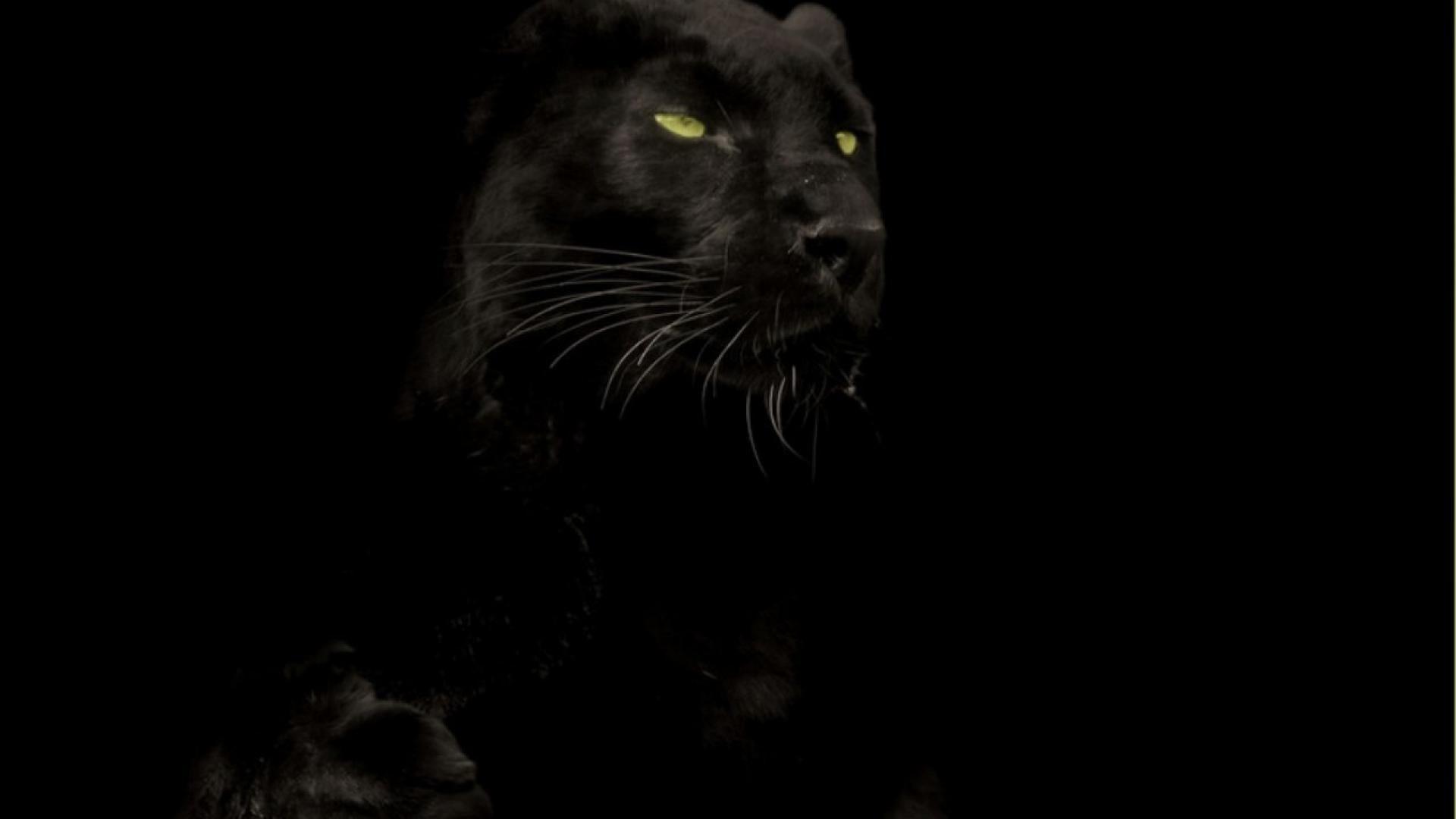 Pantera nera occhi luminosi, 1920x1080 1080p, PC Desktop