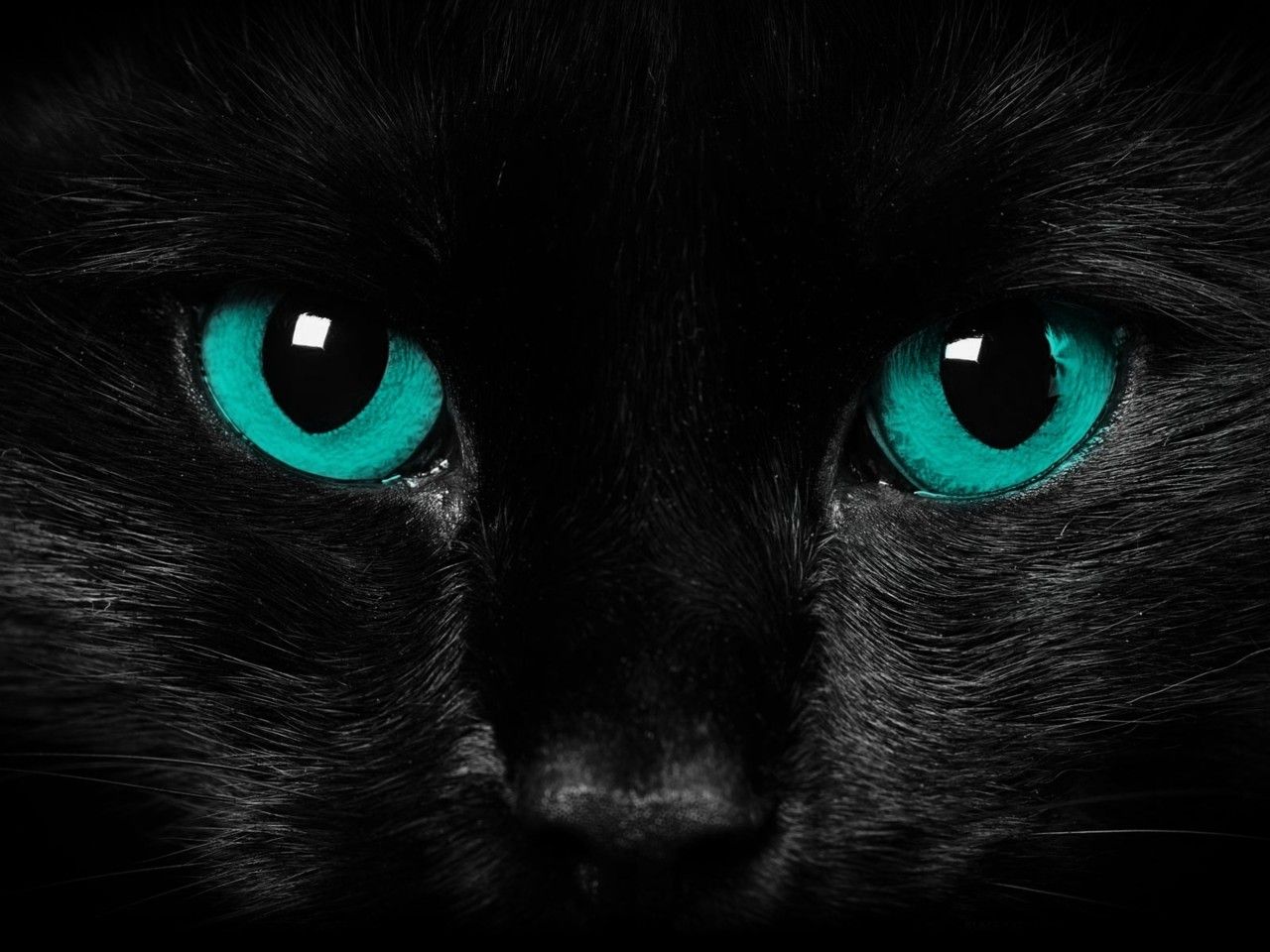 Gatto nero occhi verdi, 1280x960 720p, PC