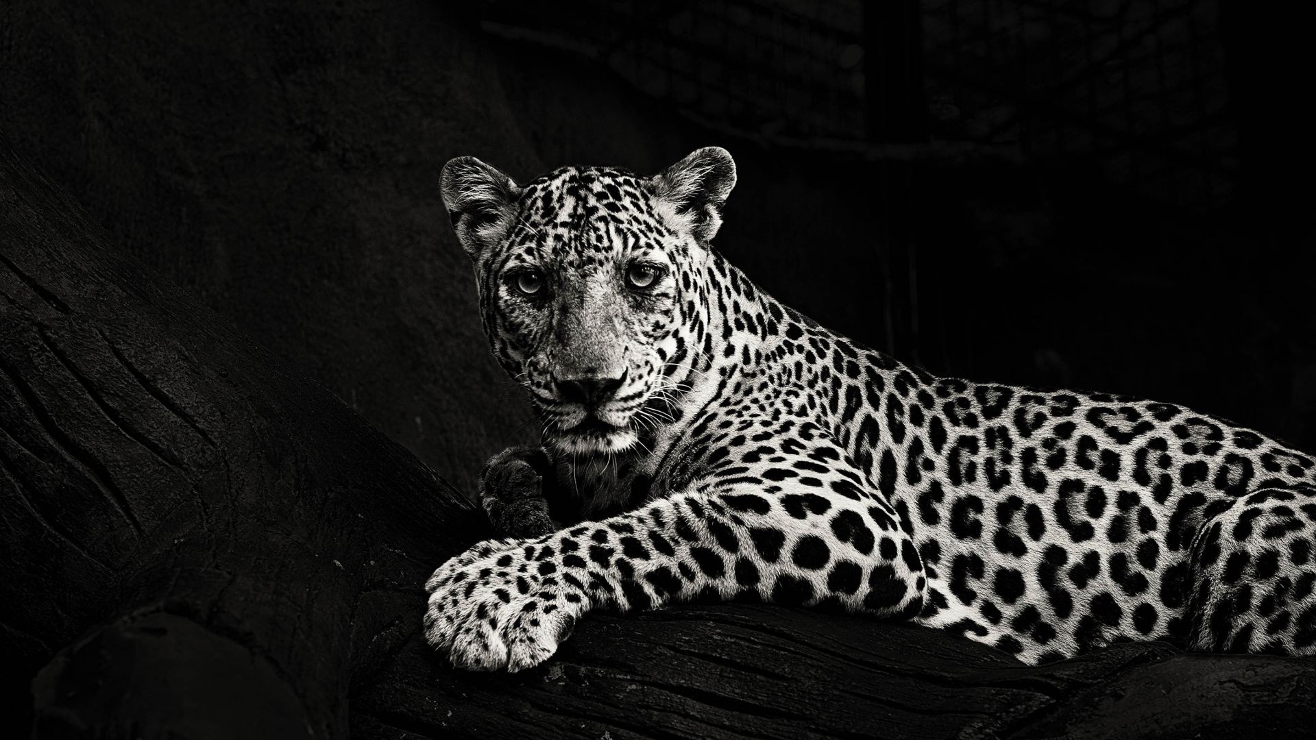 Leopardo bianco e nero, 1920x1080 Full HD, Desktop