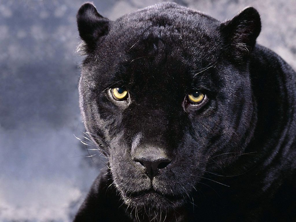 Pantera nera occhi gialli, 1024x768 HD, Desktop