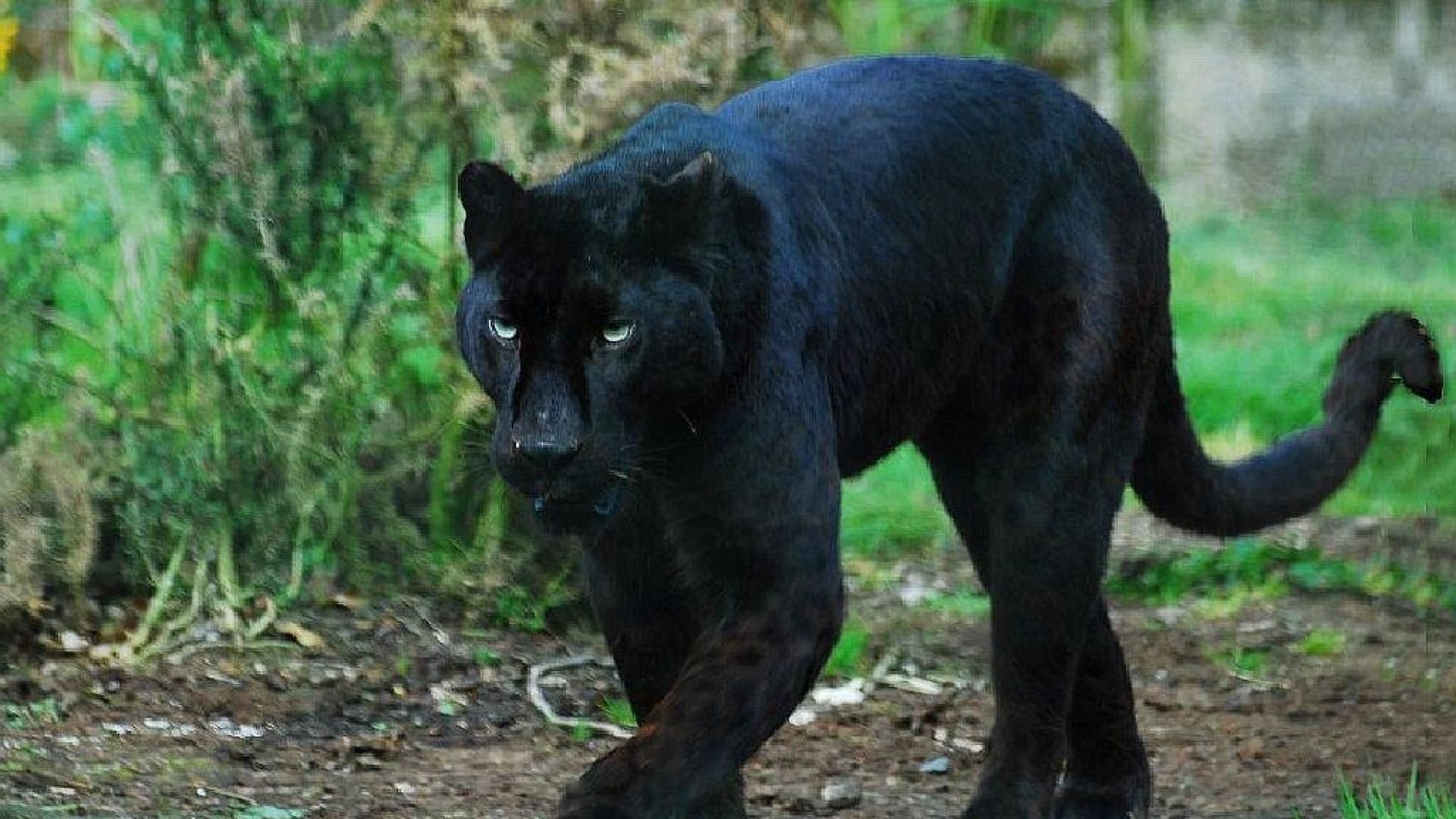 Pantera nera ringhiante, 1920x1080 Full HD 1080p, PC Desktop