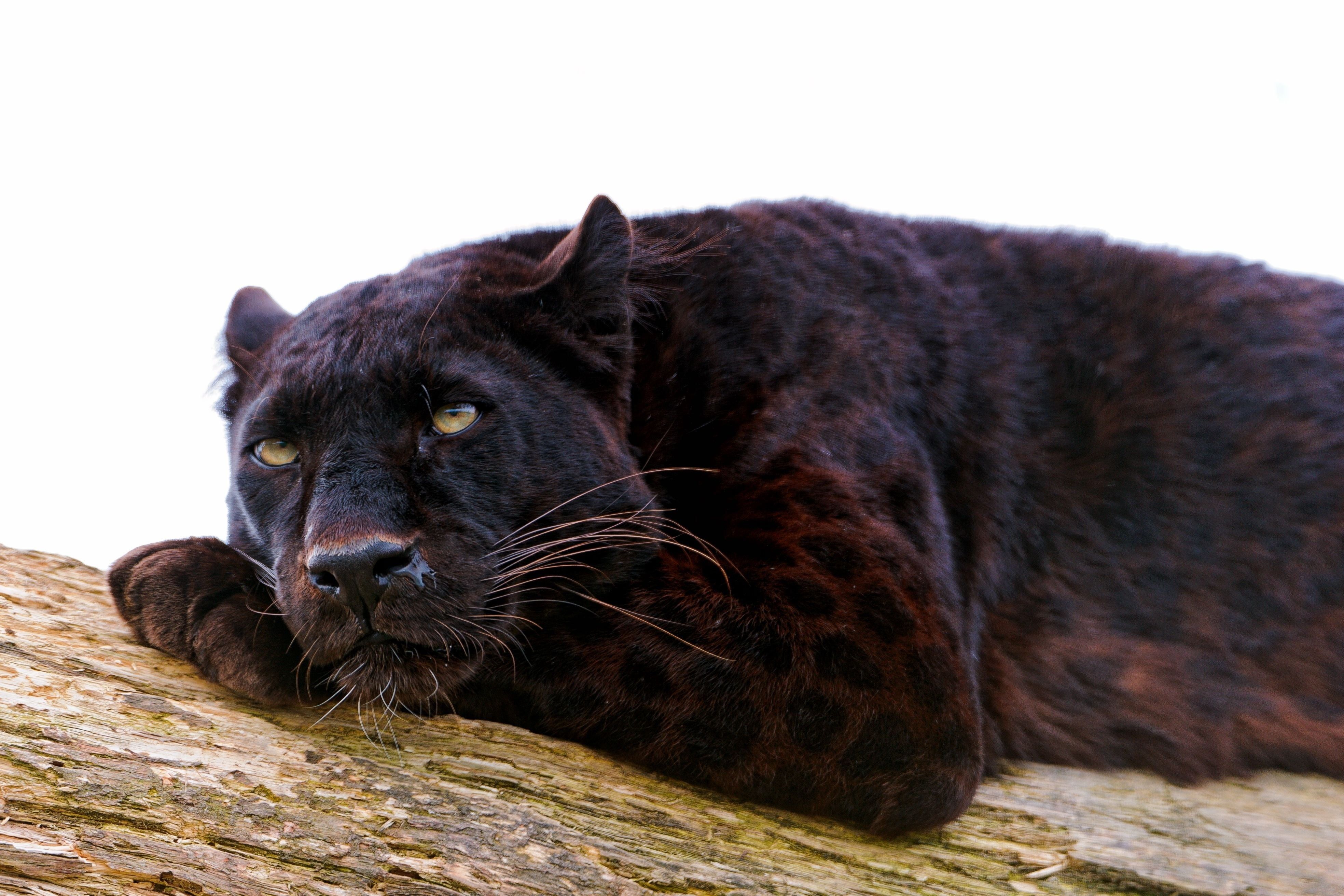 Pantera nera in natura, 1920x1080 Full HD, Desktop