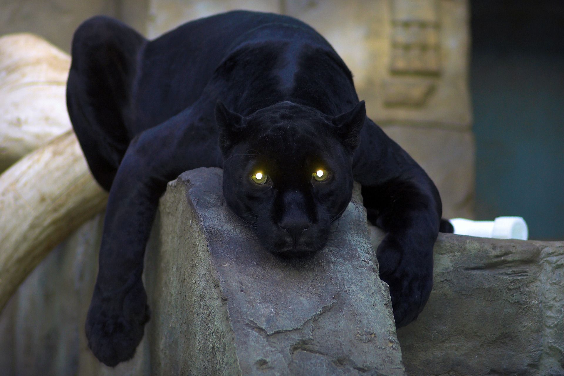 Pantera nera su roccia, 1920x1280 Full HD+, iMac